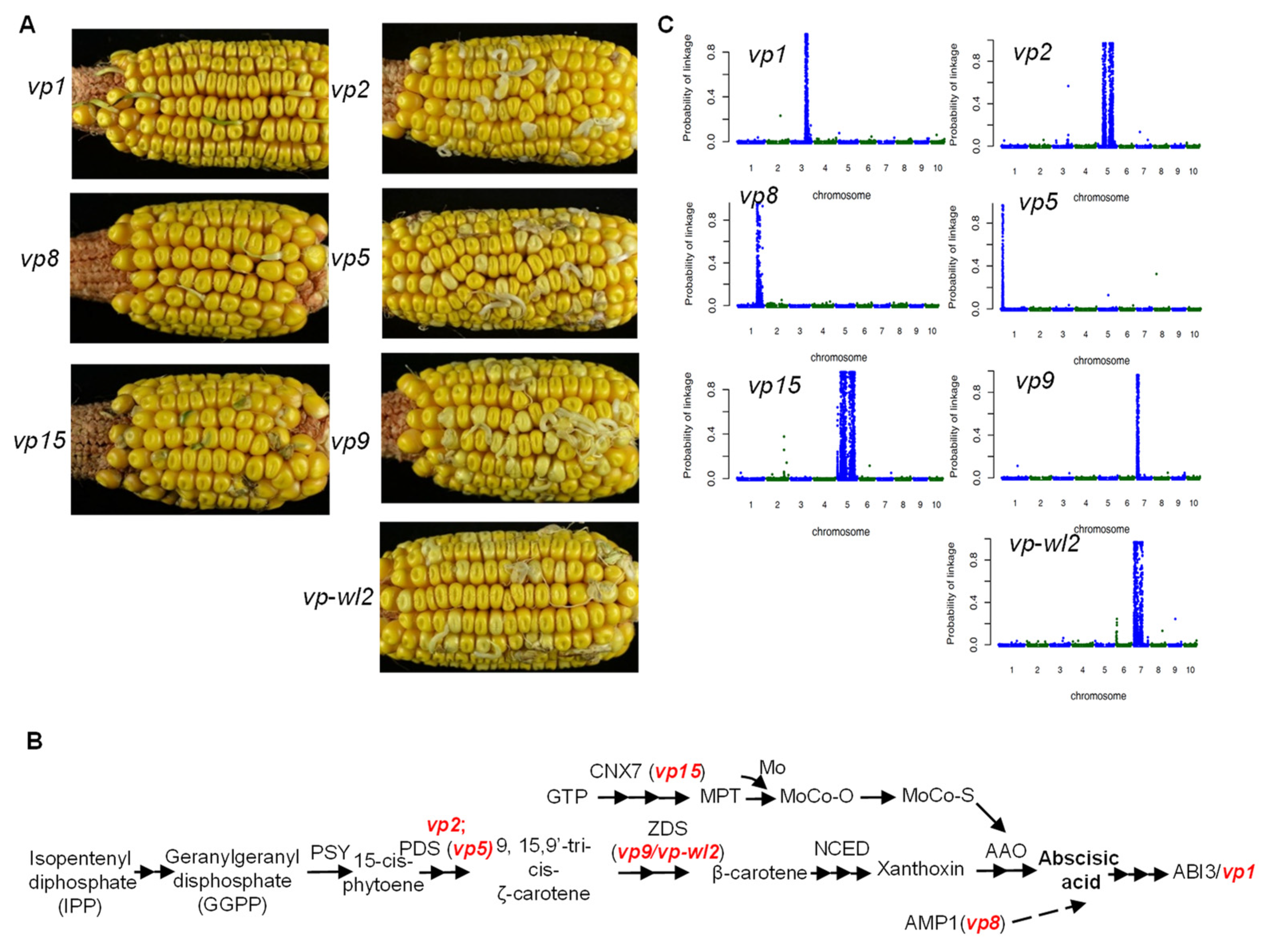 Plants 10 02437 g001