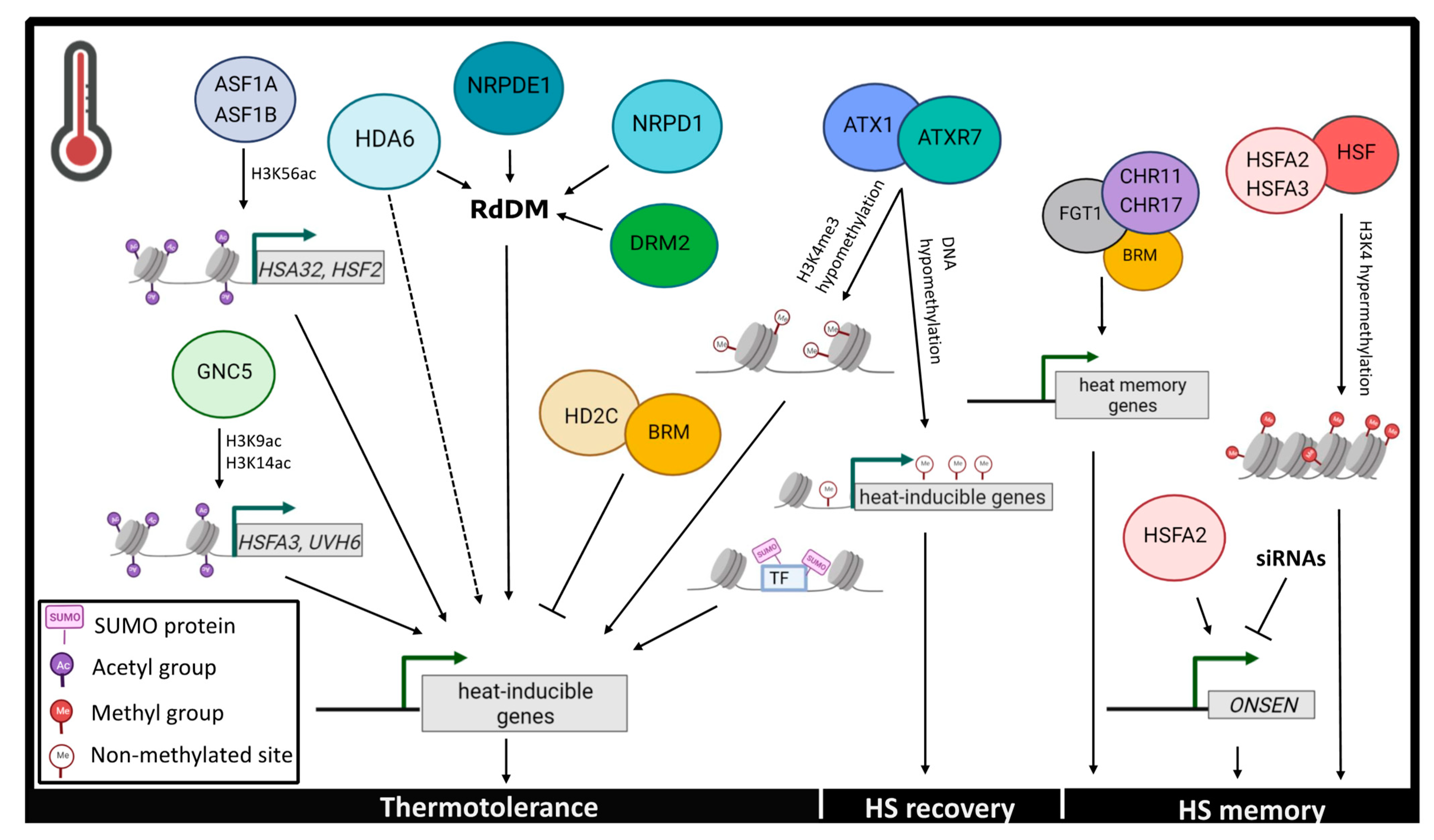 Heteromeric HSFA2/HSFA3 complexes drive transcriptional memory after heat  stress in Arabidopsis