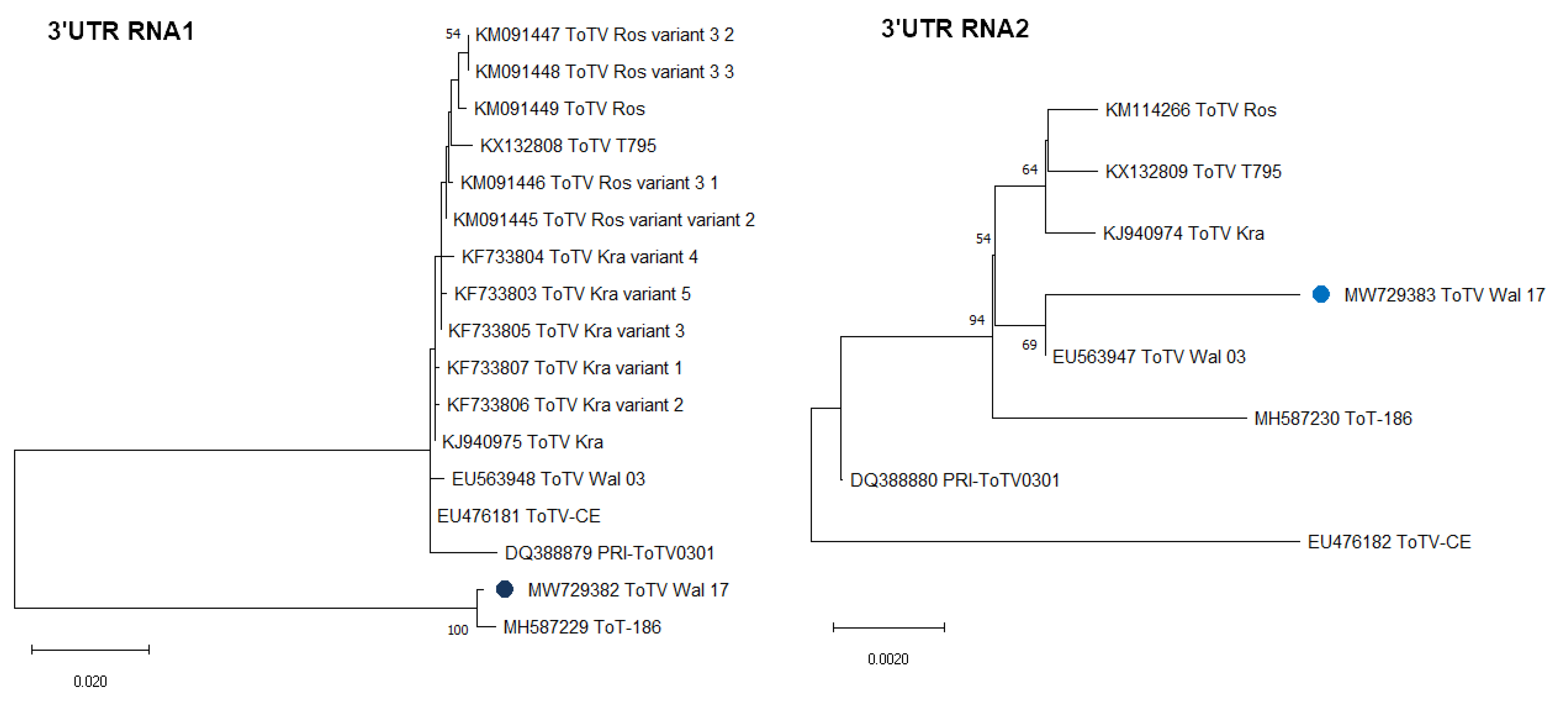 dendrogram construction bioedit