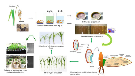 Plants | Free Full-Text | Deciphering Reserve Mobilization, Antioxidant ...