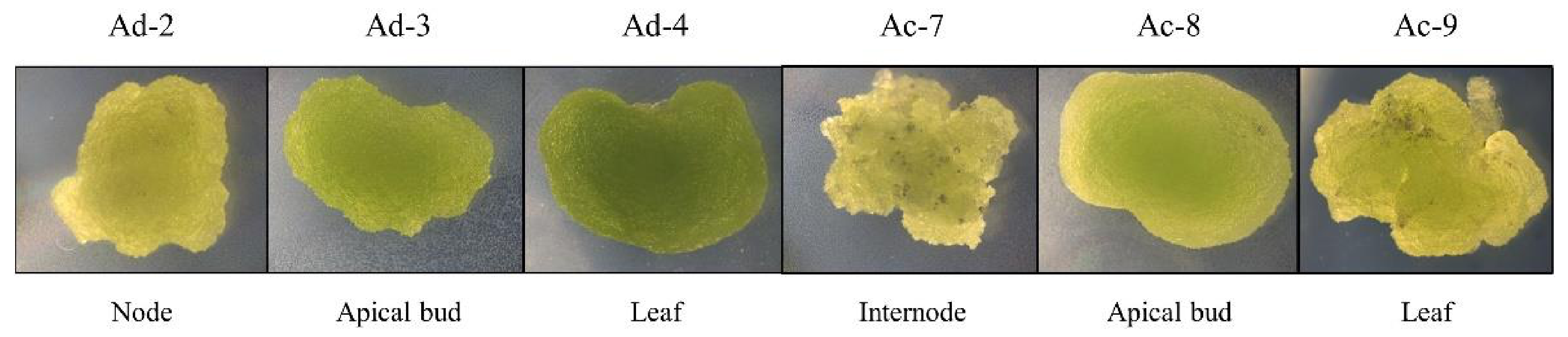 Plants 10 02499 g001 Plants 10 02499 g001