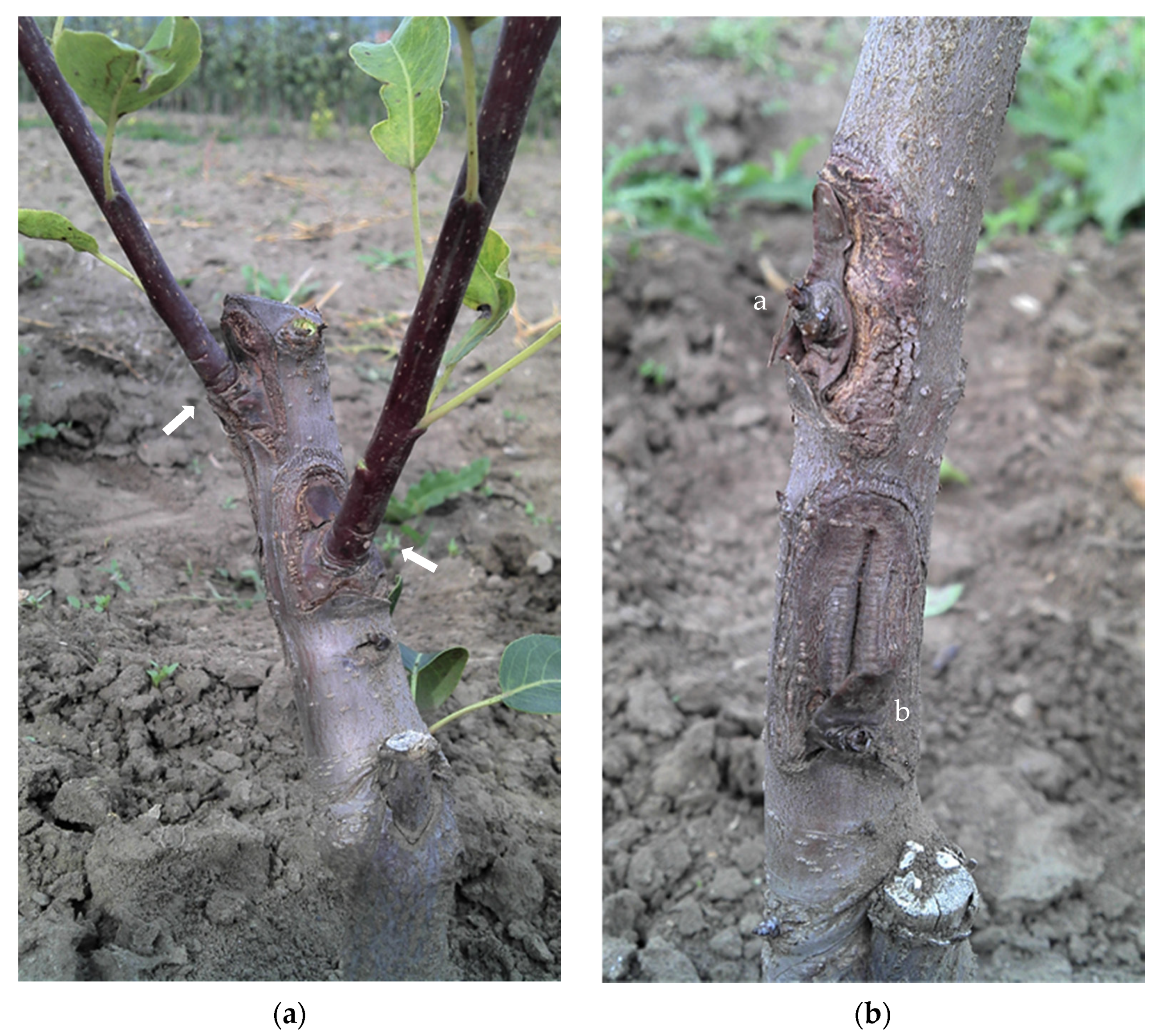 Plants | Free Full-Text | The Survival of Pear Dormant Buds at