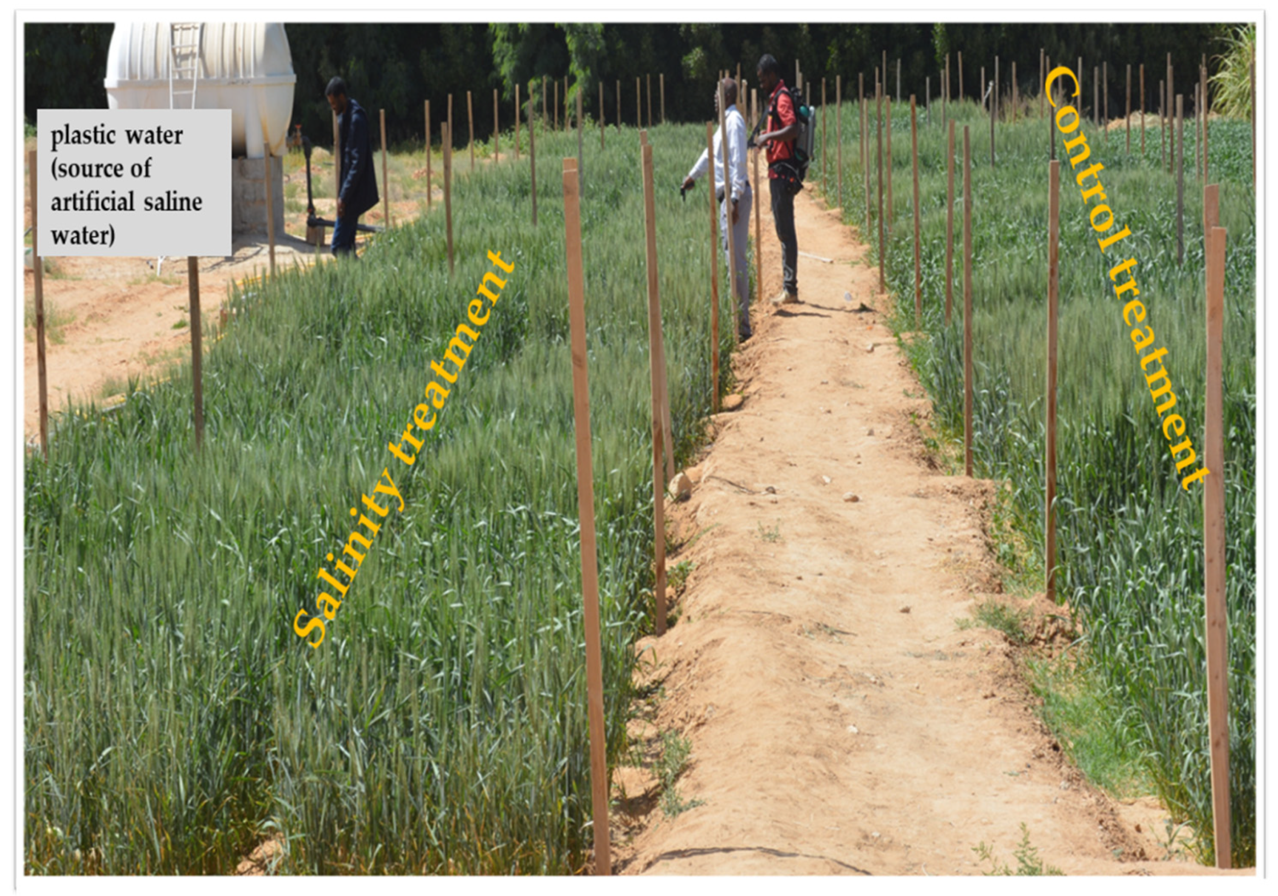 Plants 10 02512 g008 Plants 10 02512 g008