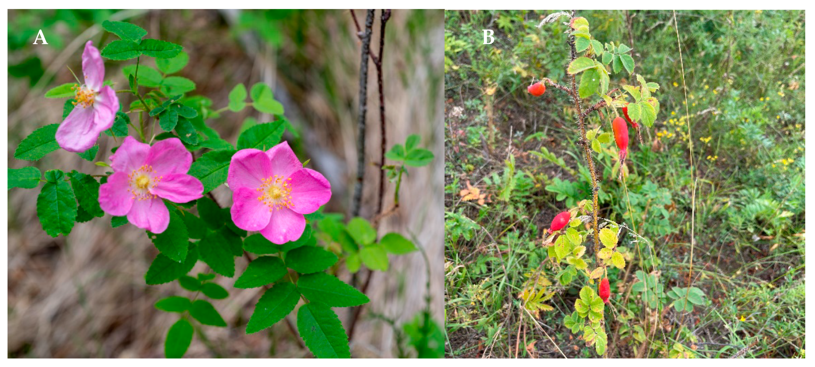 Plants | Free Full-Text | Metabolites of Prickly Rose: Chemodiversity and  Digestive-Enzyme-Inhibiting Potential of Rosa acicularis and the Main  Ellagitannin Rugosin D