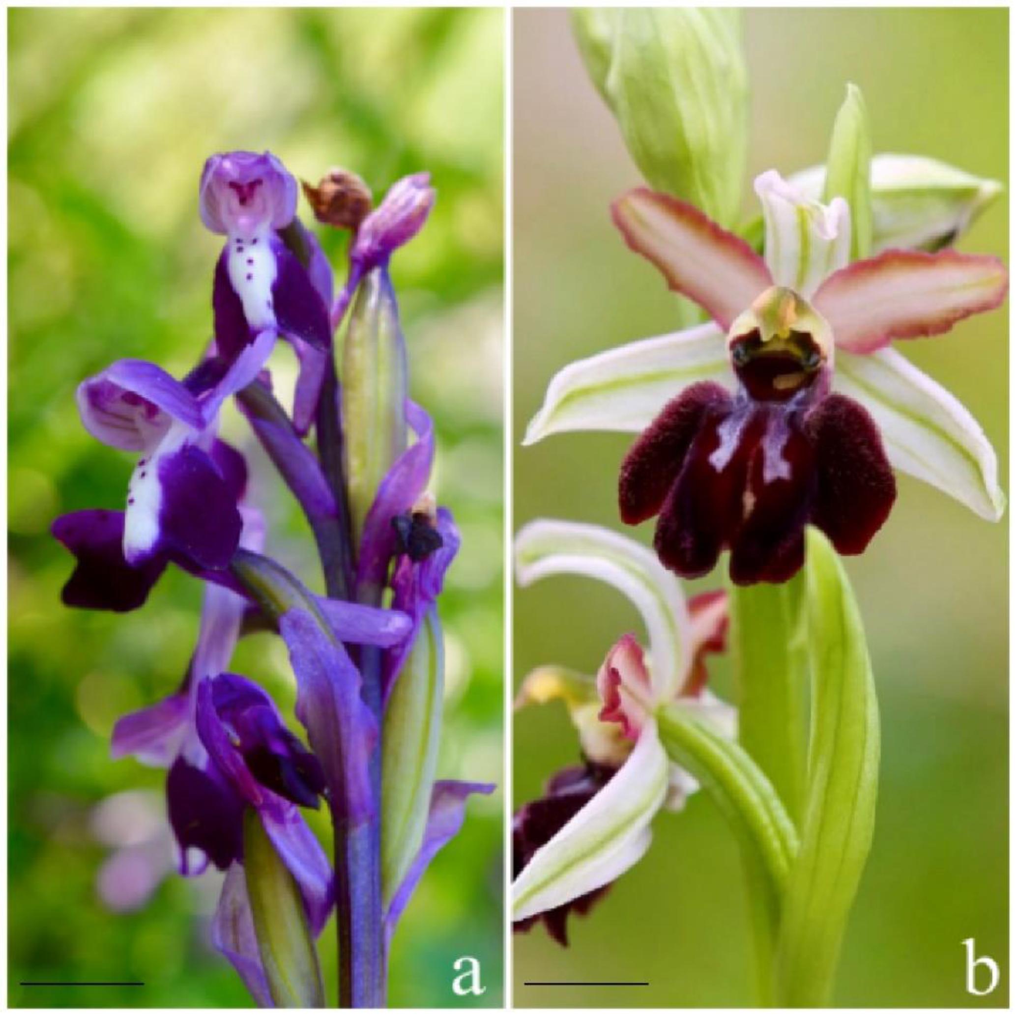 Plants | Free Full-Text | Influence of Culture Conditions on In Vitro  Asymbiotic Germination of Anacamptis longicornu and Ophrys panormitana  (Orchidaceae)