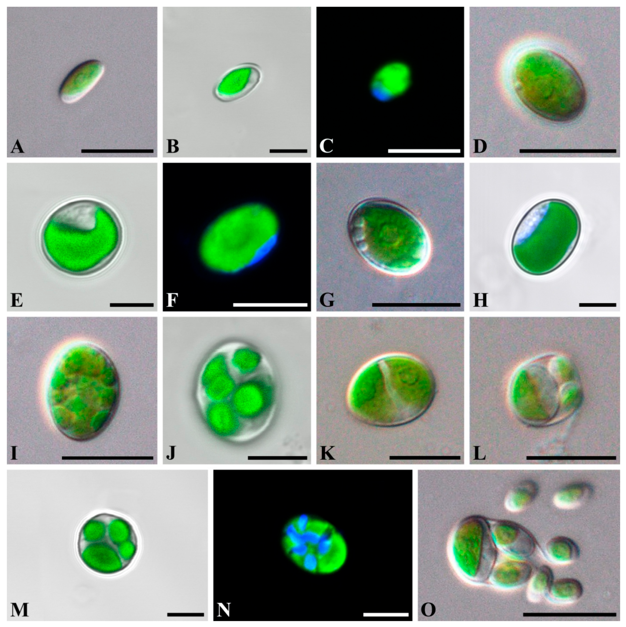 Plants 10 02560 g001