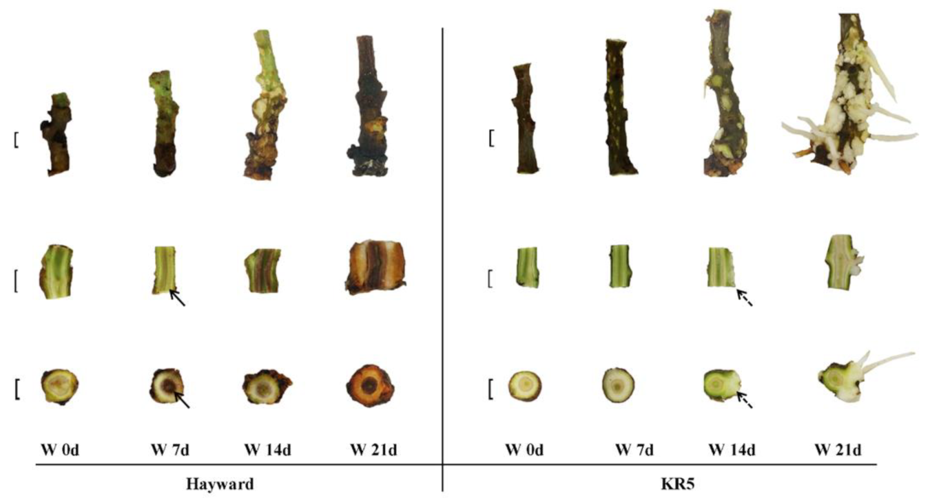 Plants 10 02586 g003