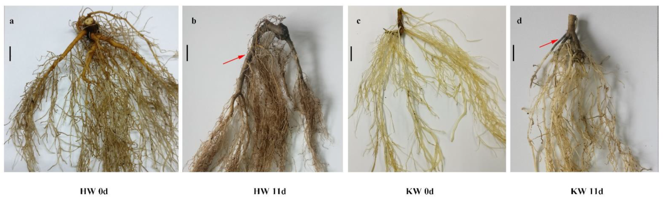 Plants 10 02586 g004