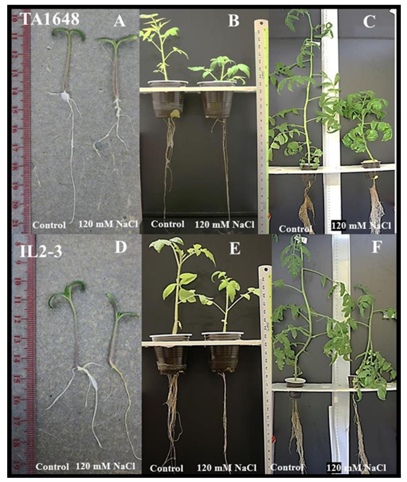 Plants 10 02594 g002