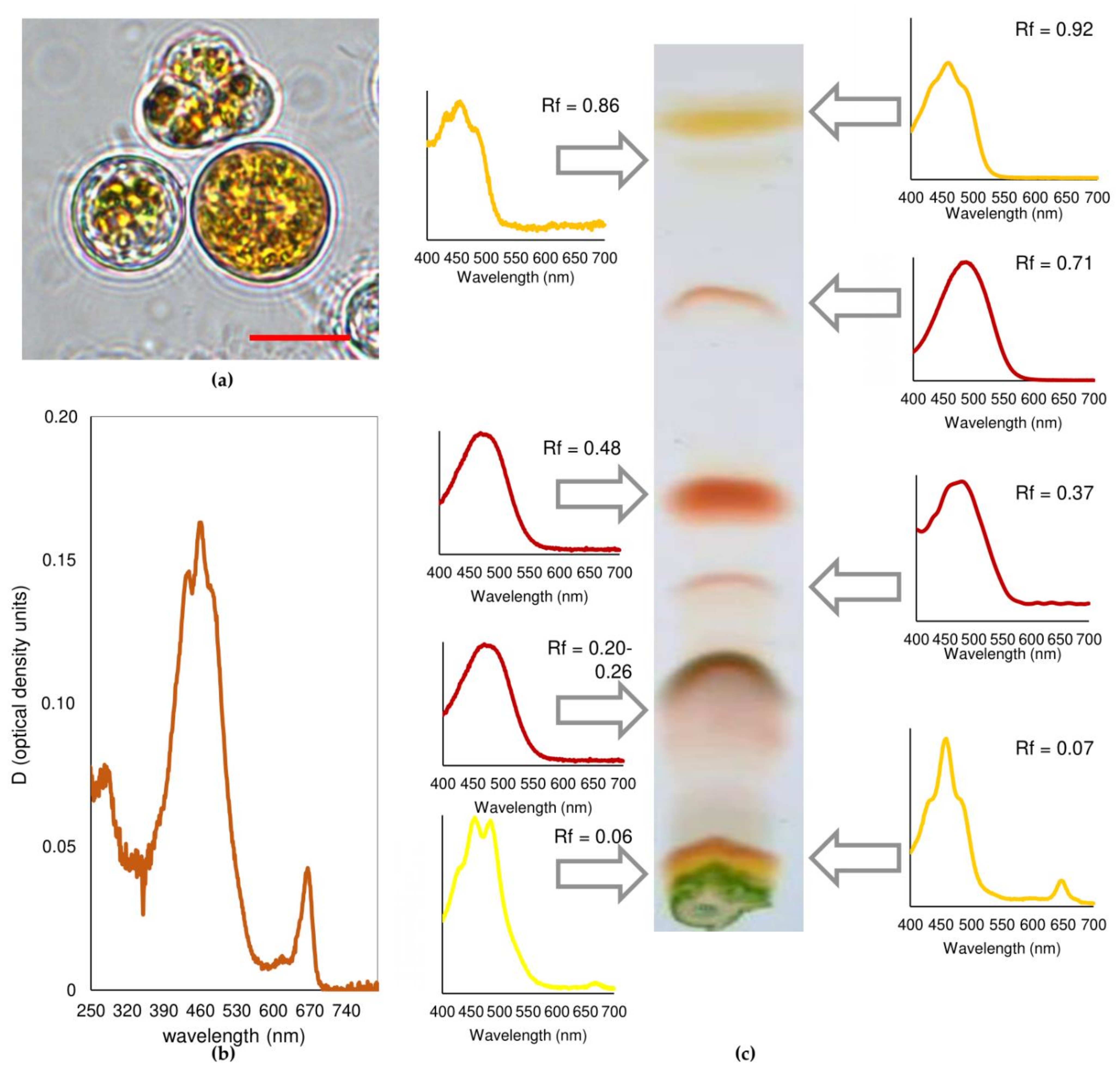 Plants 10 02601 g002