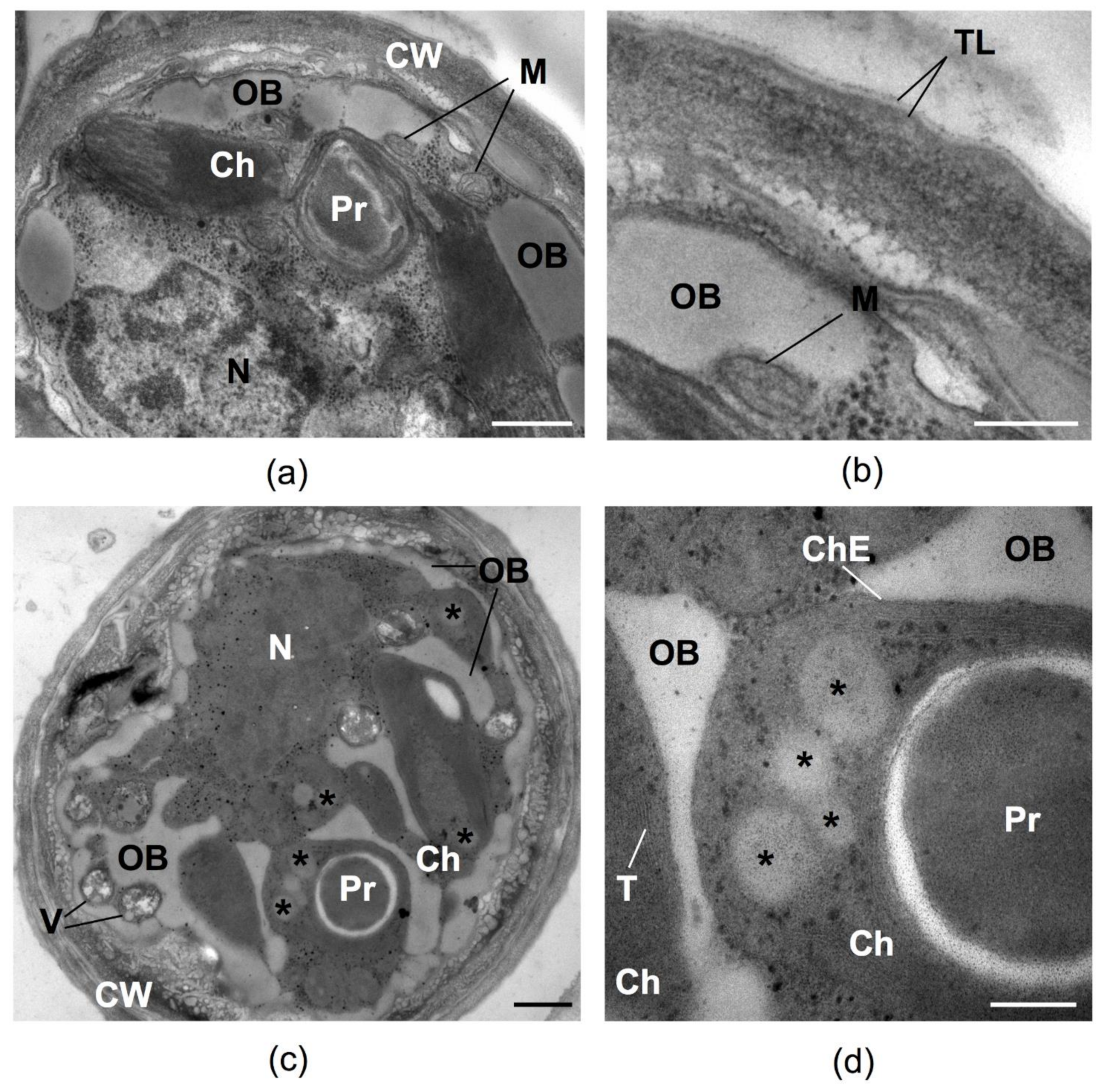 Plants 10 02601 g004