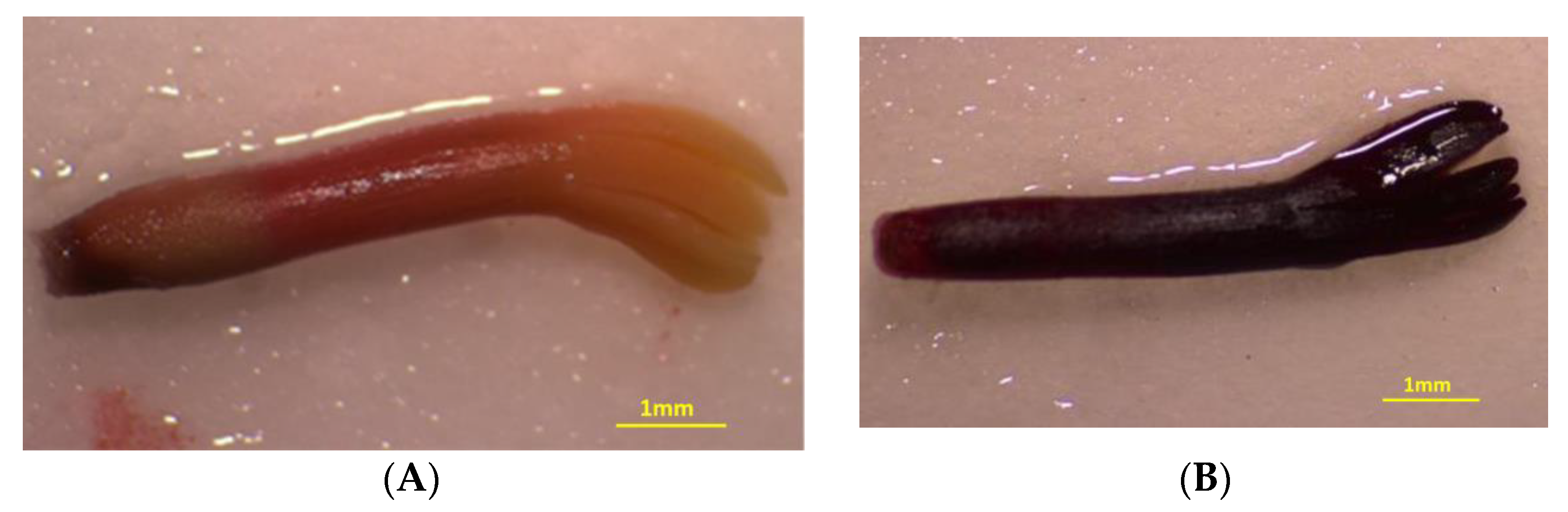 Plants 10 02606 g008