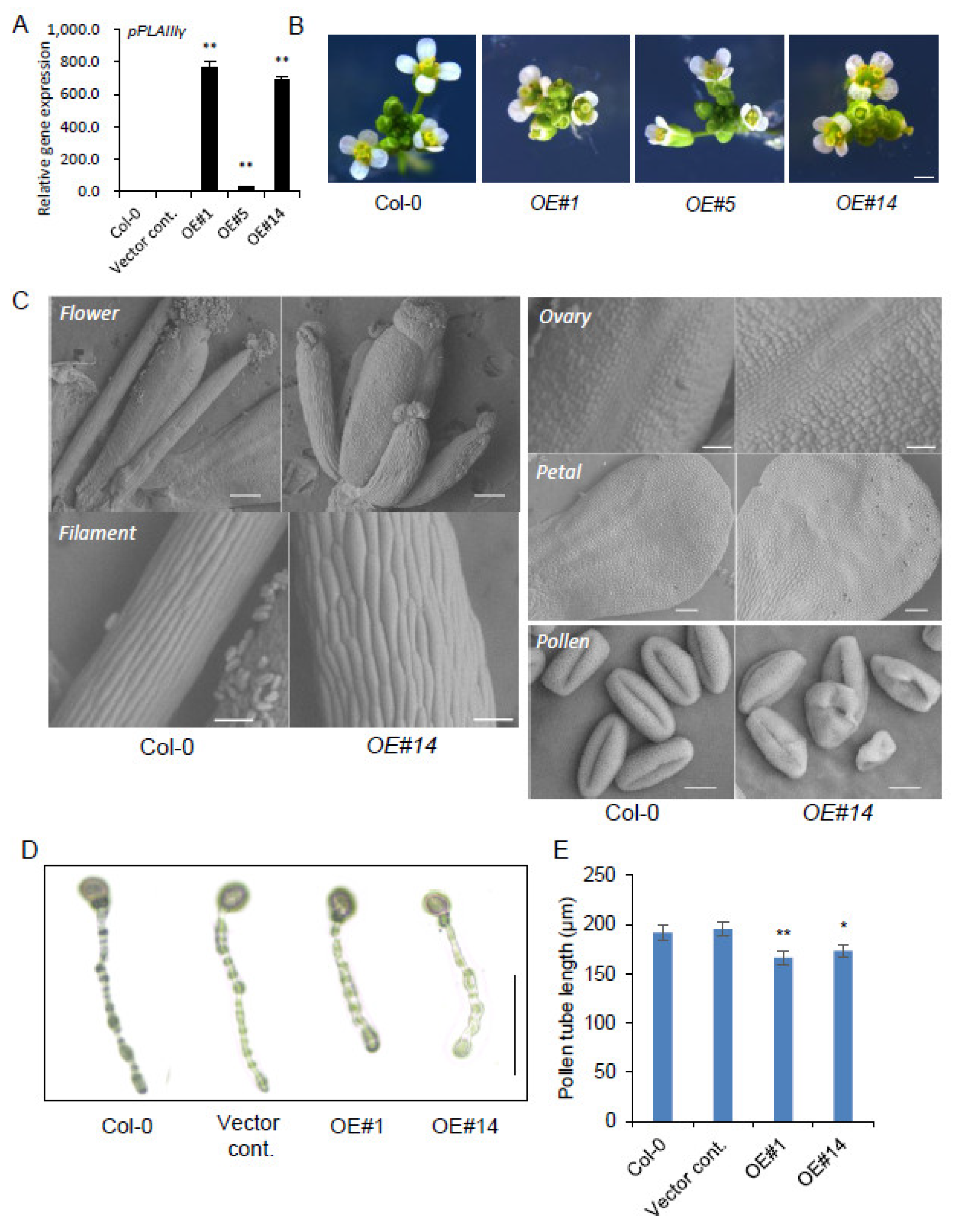 Plants 10 02615 g001 Plants 10 02615 g001