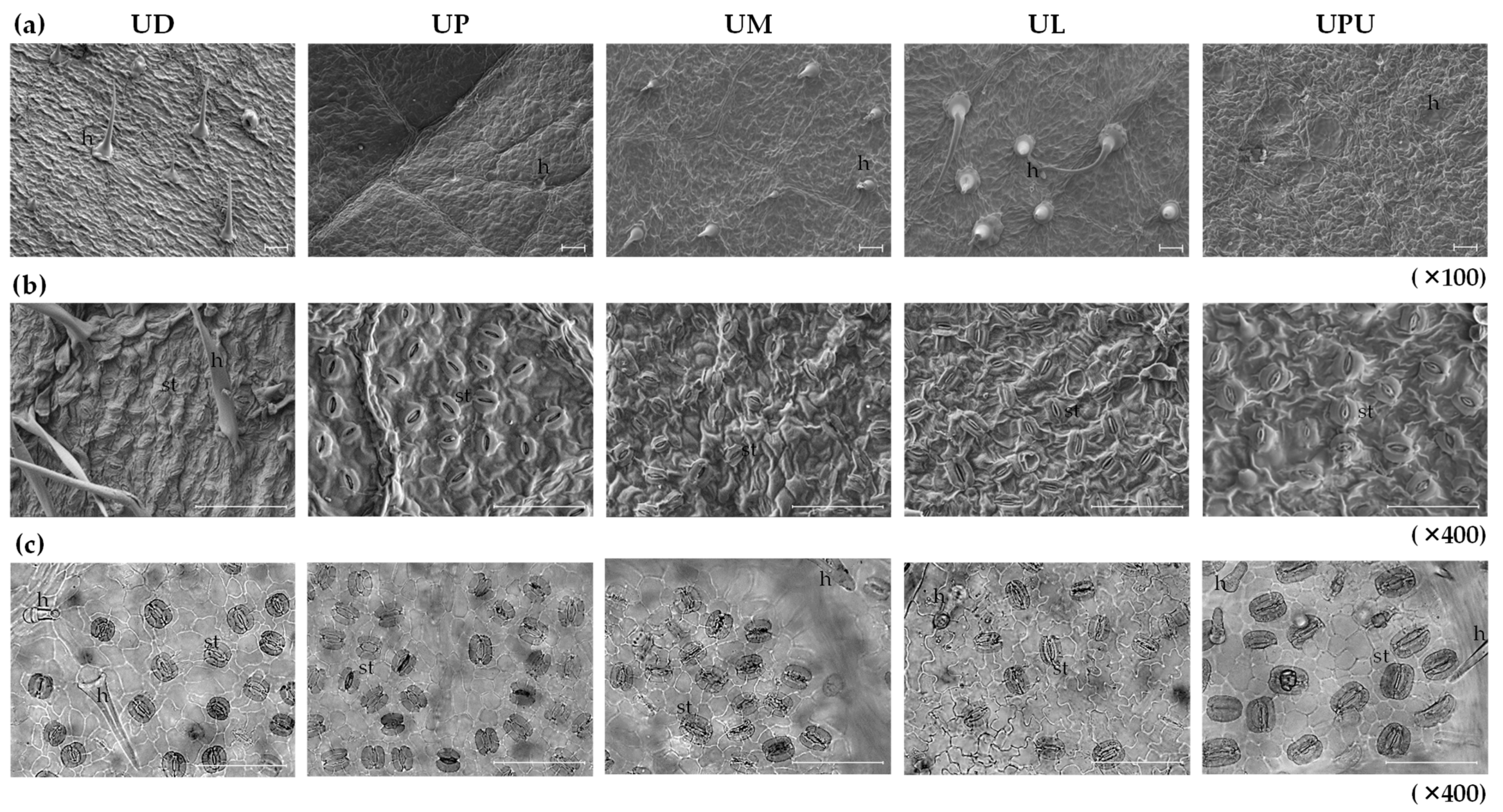 Plants 10 02617 g001 Plants 10 02617 g001