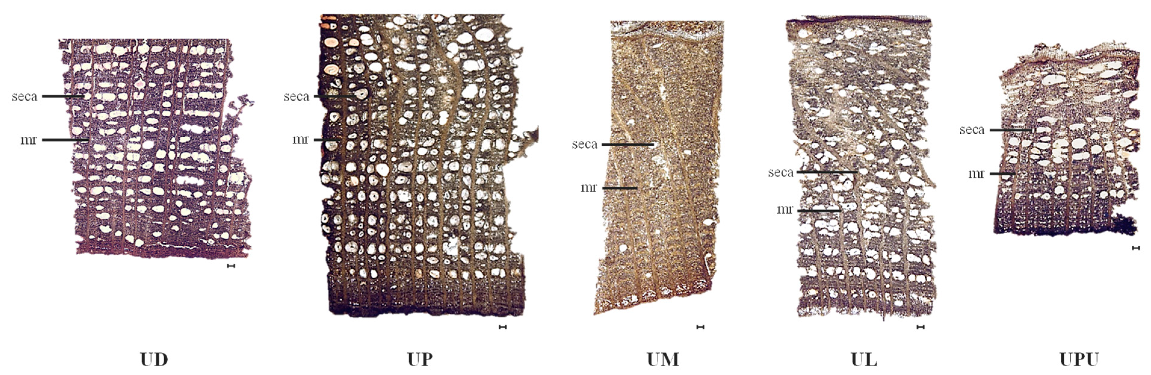 Plants 10 02617 g004 Plants 10 02617 g004