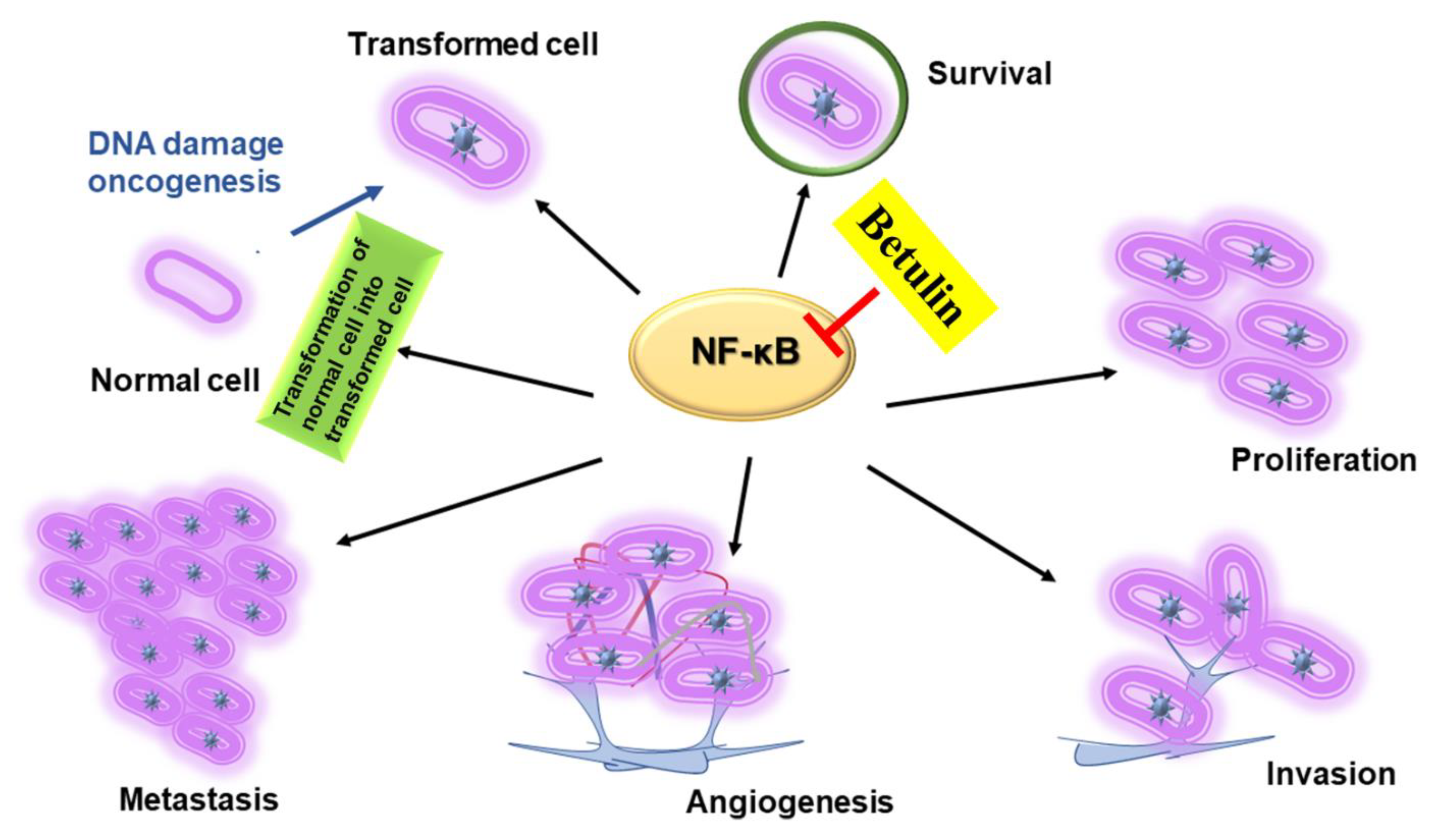 Plants 10 02663 g004