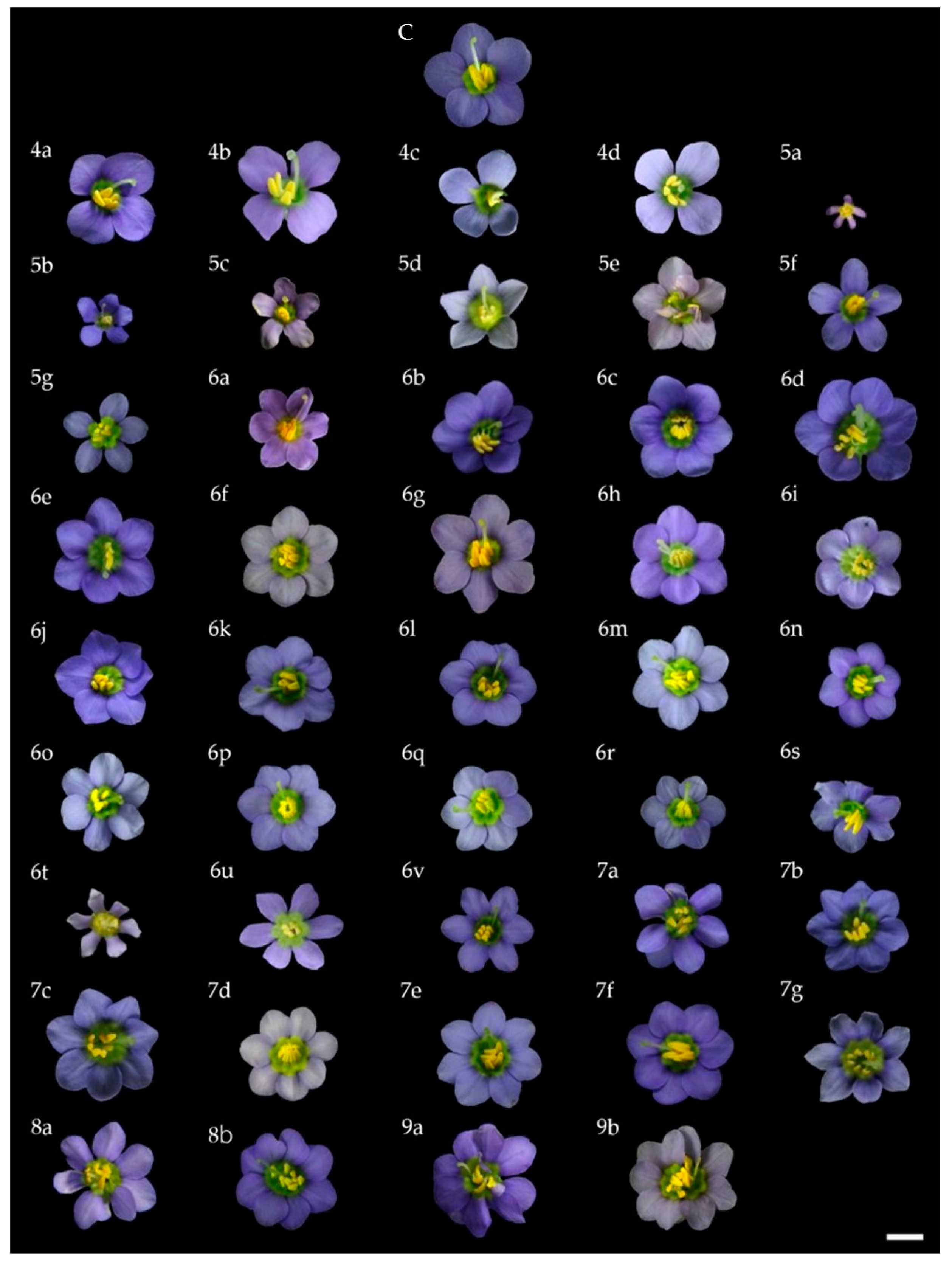 Plants 10 02671 g002 Plants 10 02671 g002