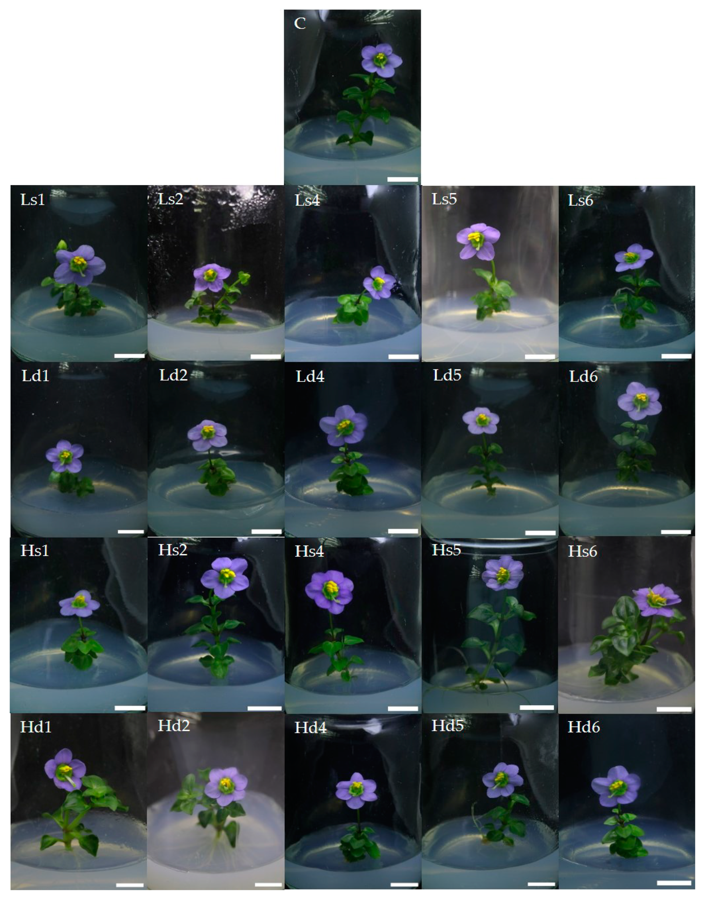 Plants 10 02671 g003 Plants 10 02671 g003