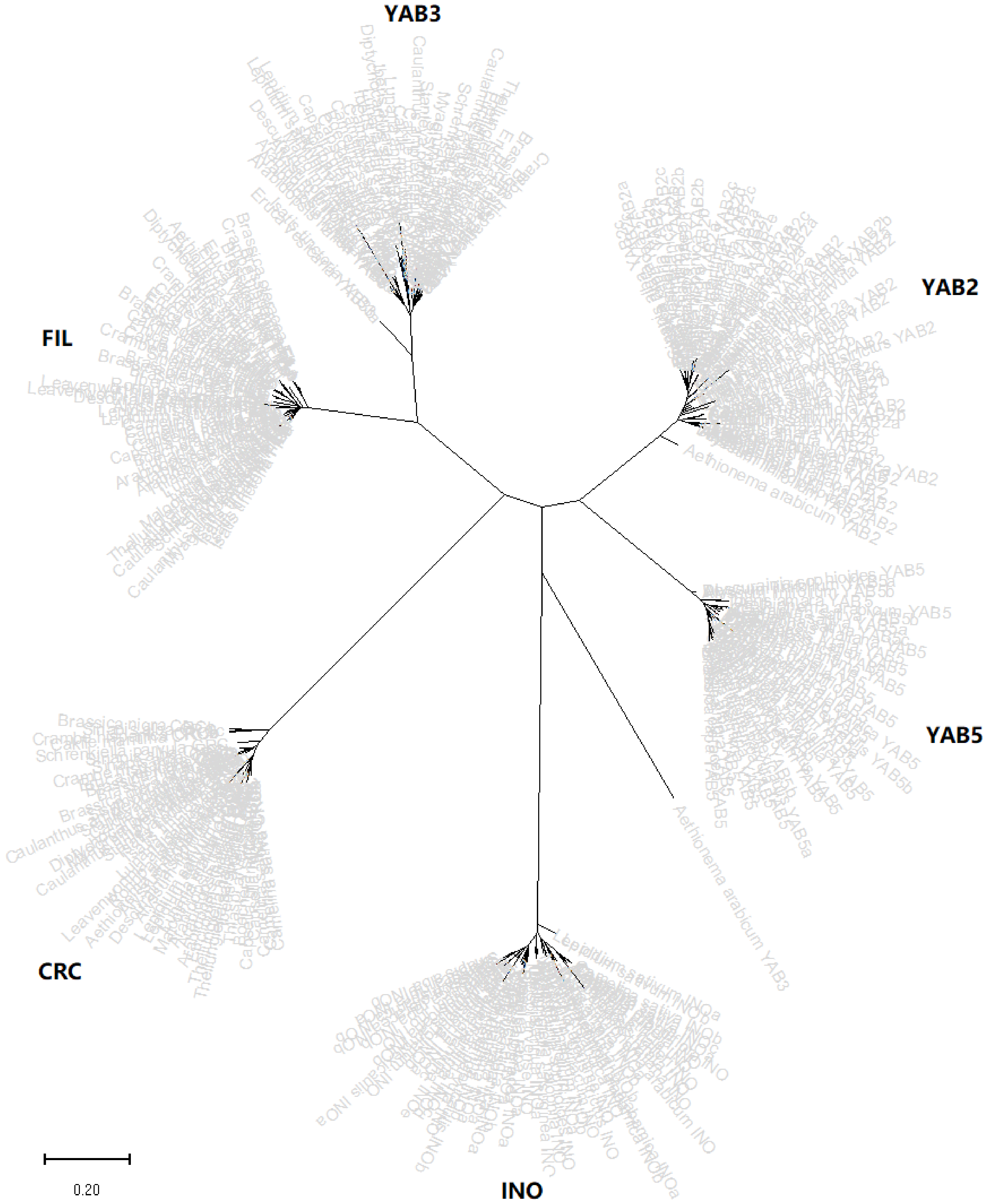 Plants | Free Full-Text | Evolutionary Analysis of the YABBY Gene ...