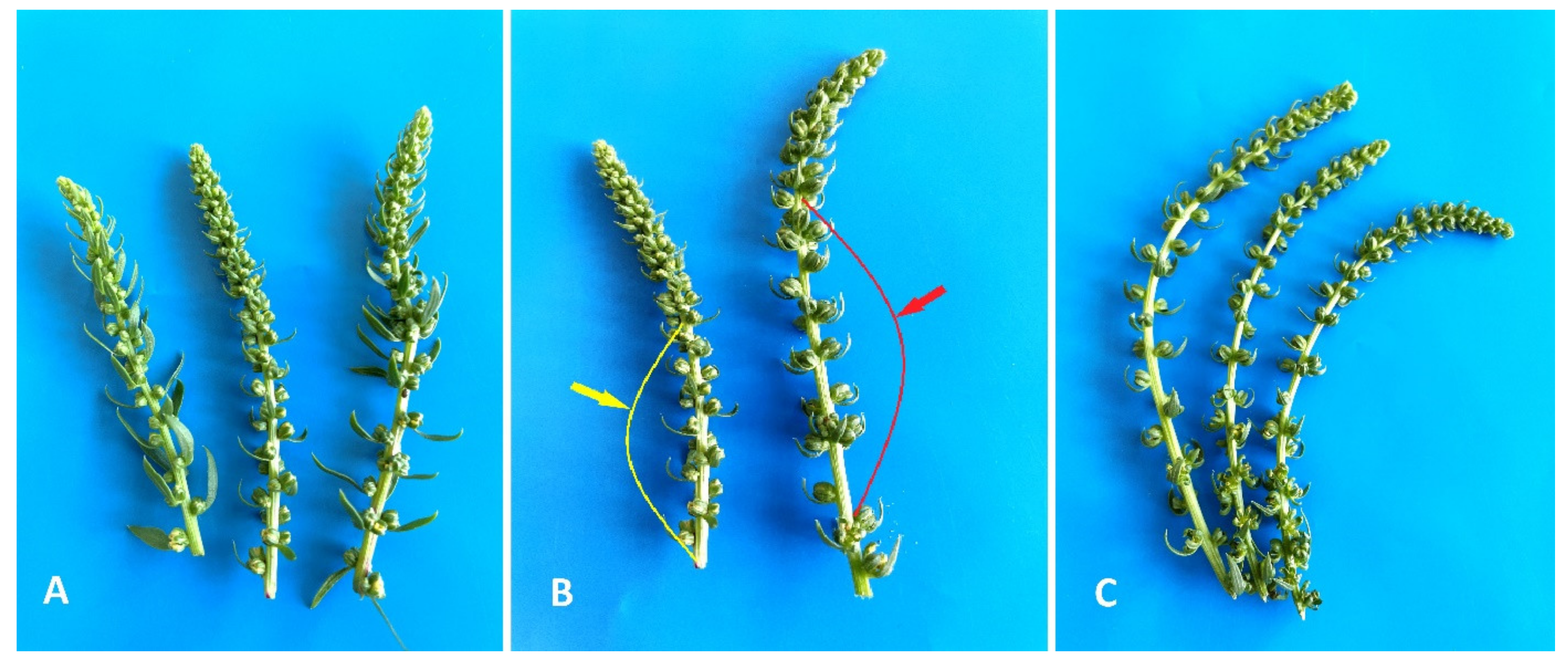 Plants 10 02703 g001