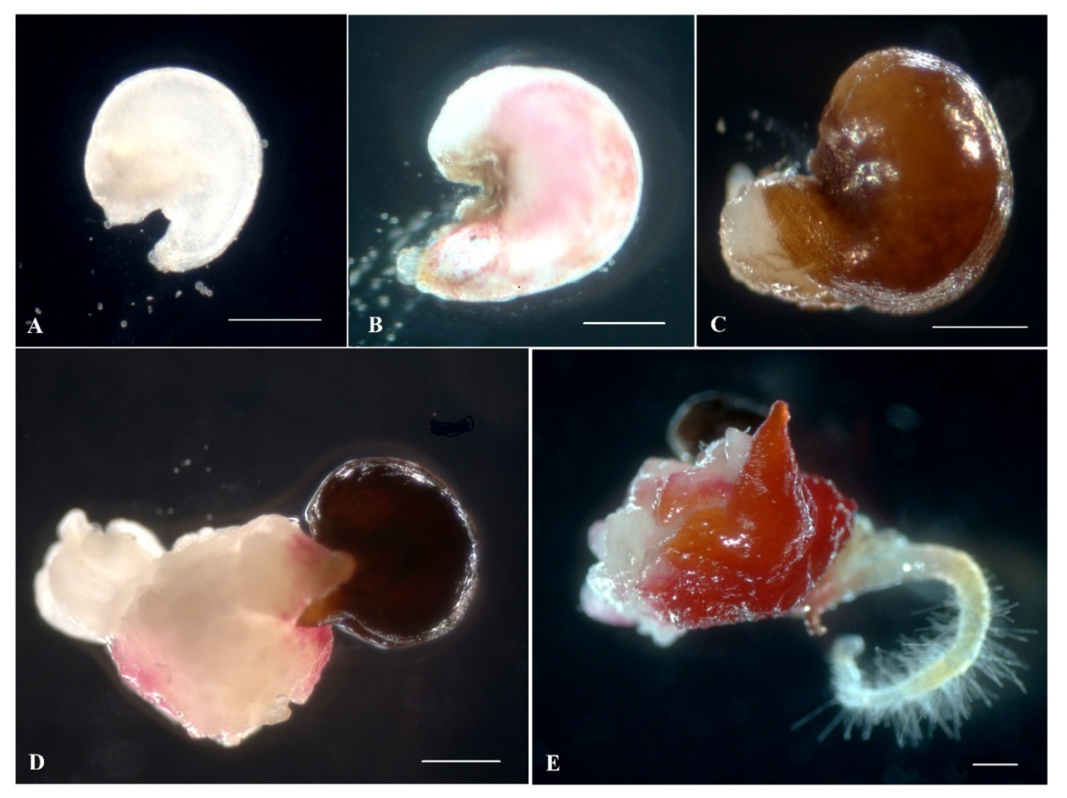 Plants 10 02703 g002