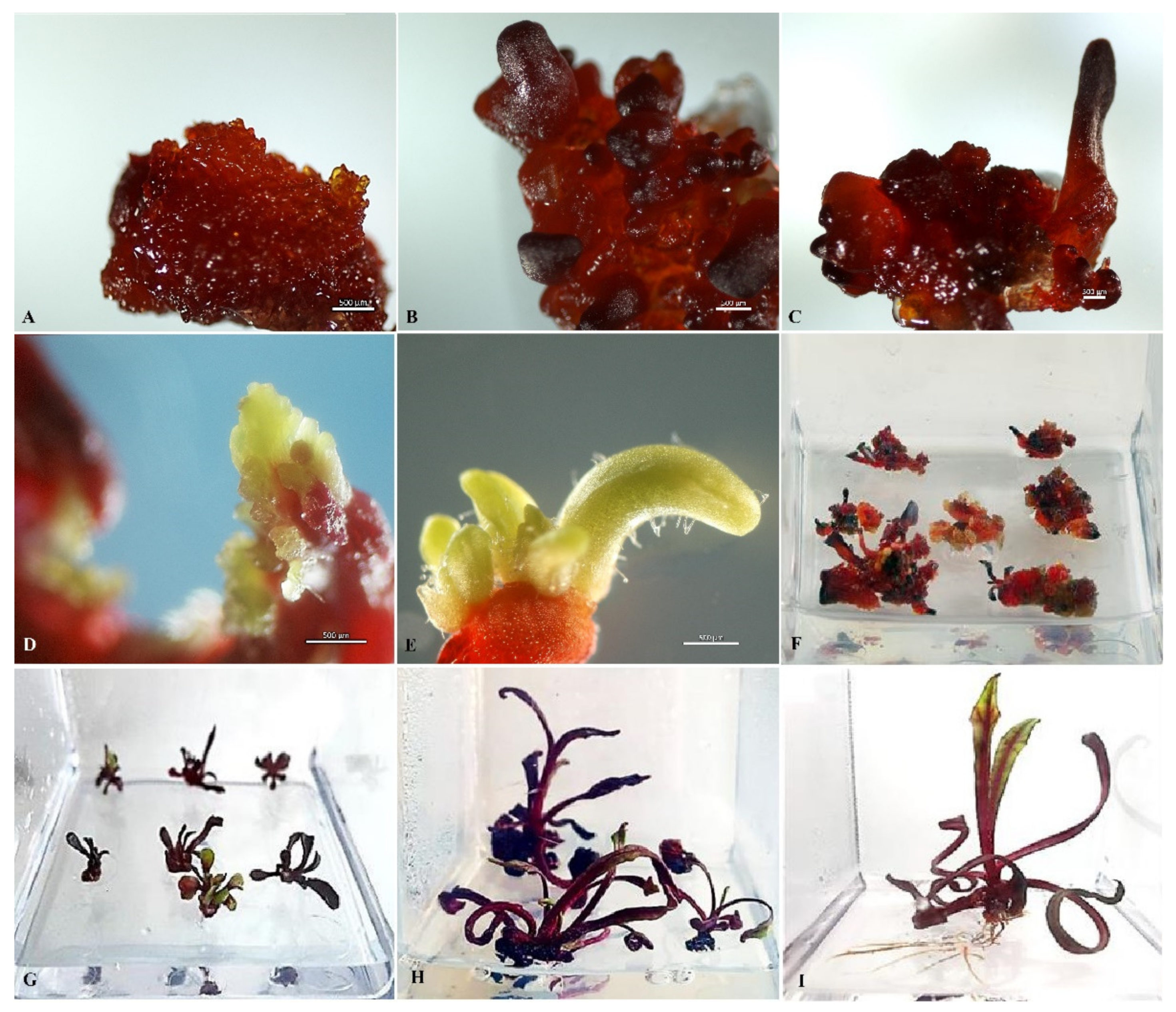 Plants 10 02703 g005