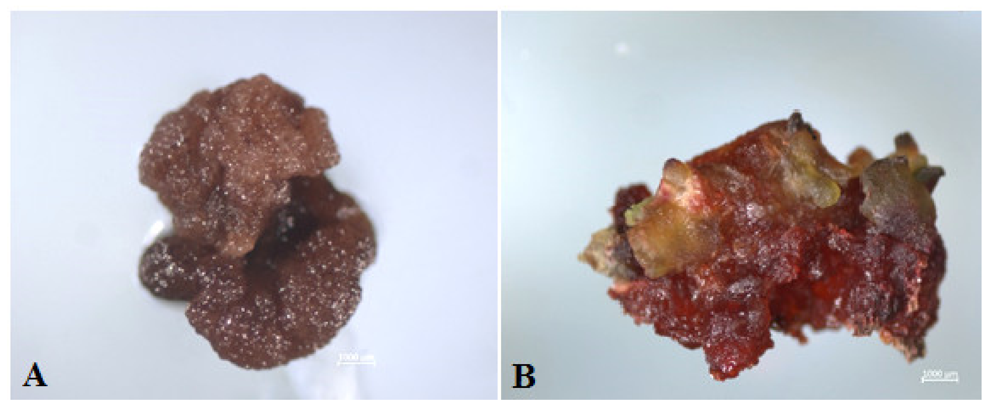 Plants 10 02703 g006