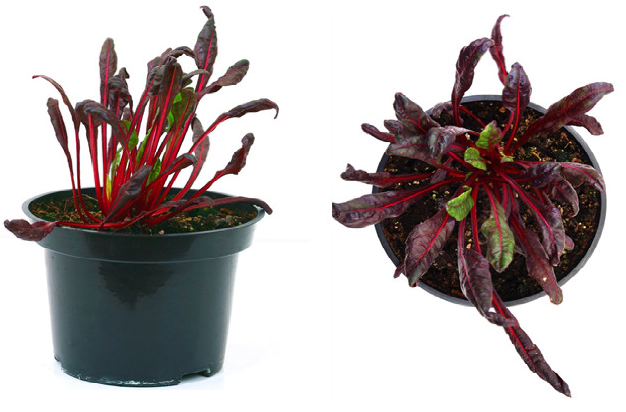 Plants 10 02703 g007