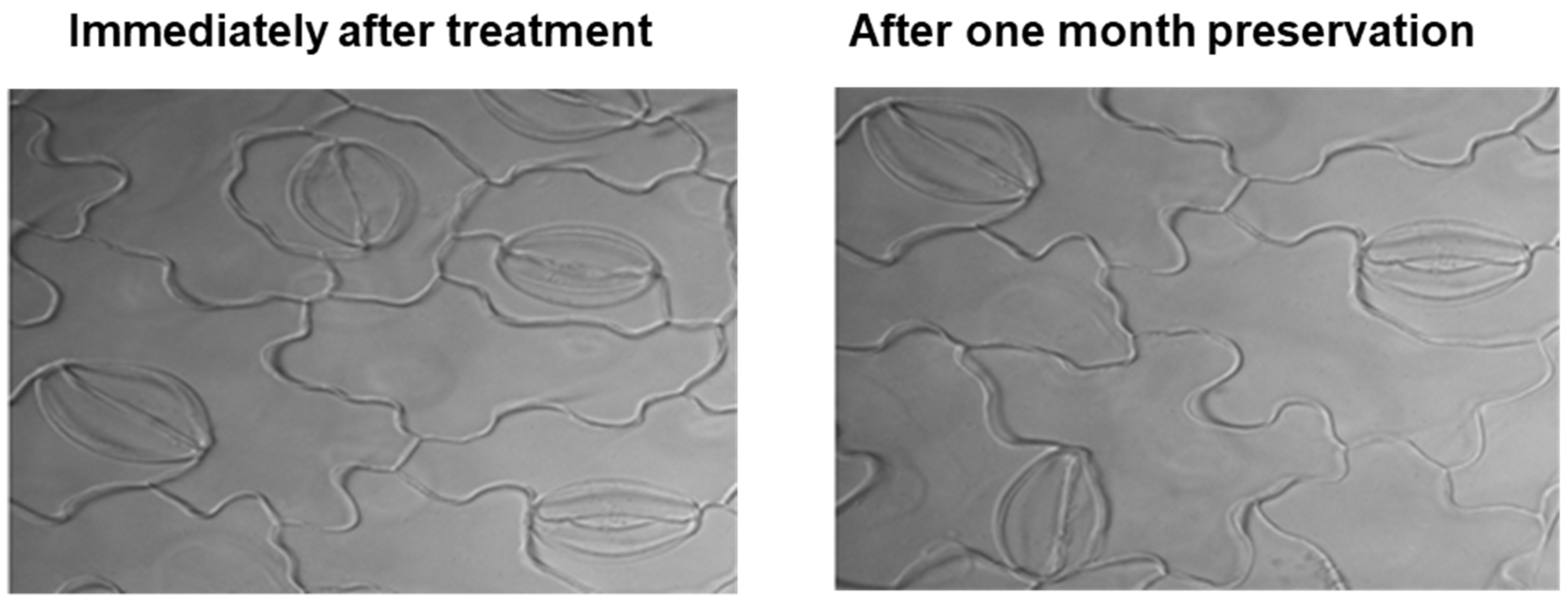 Plants 10 02714 g003