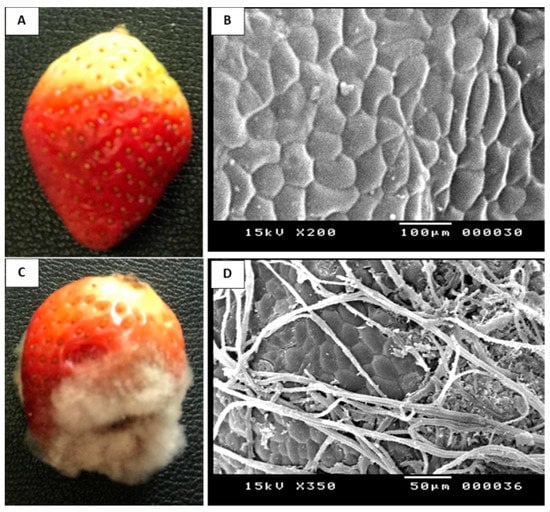 Strawberry: Gray mold, Hortsense