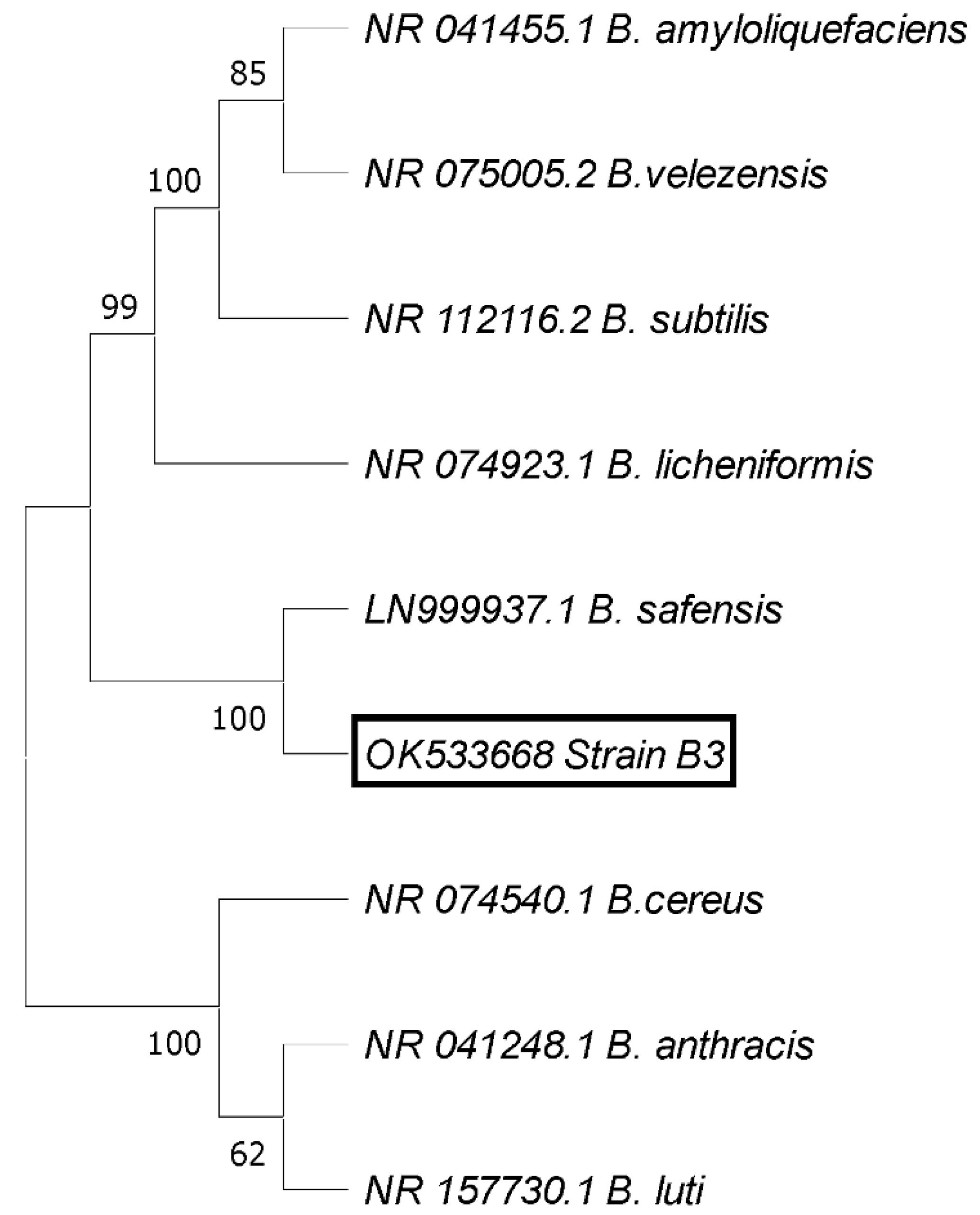 Management of Gray Mold in Strawberries - Alabama Cooperative Extension  System