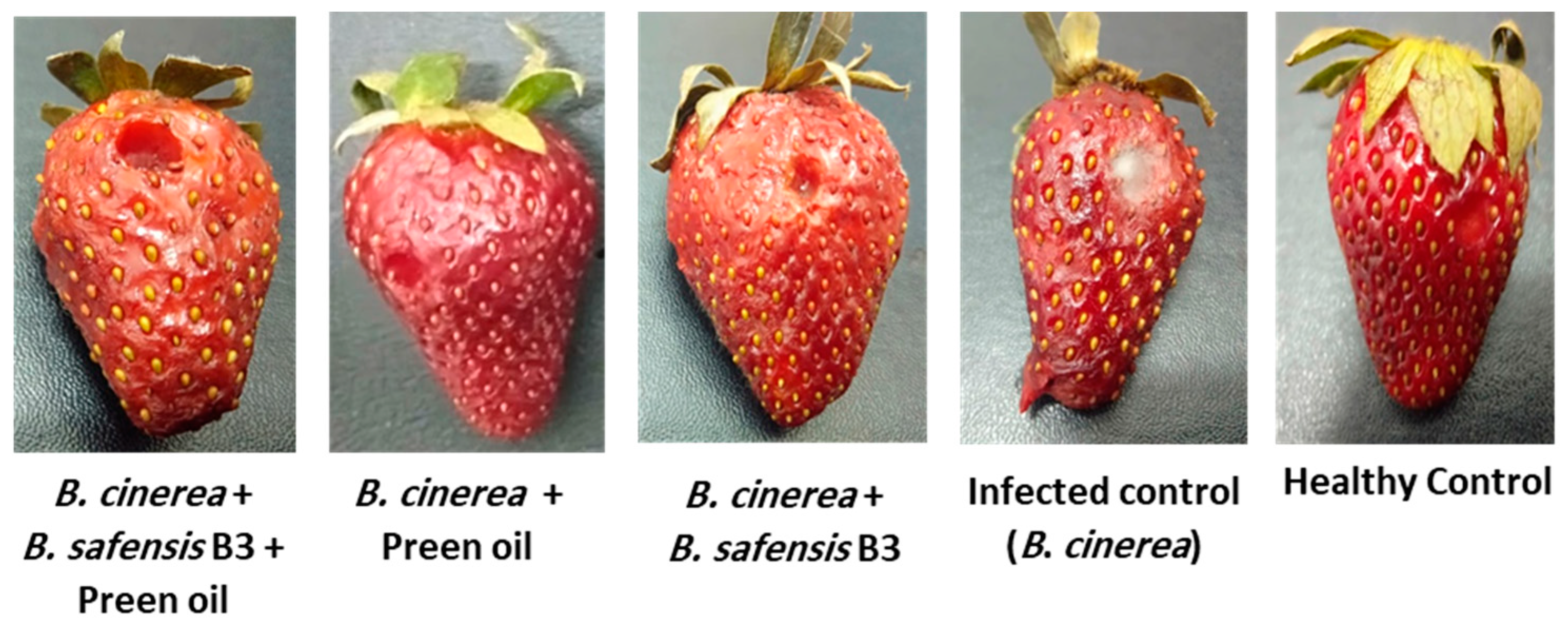 Controlling Strawberry Botrytis Rot: How To Get Rid Of Gray Mold On  Strawberries