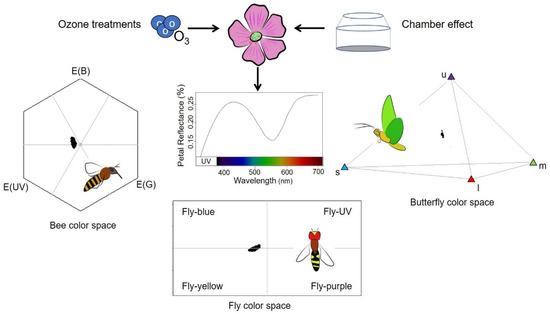 Plants | Free Full-Text | The Effects of Ozone on Visual