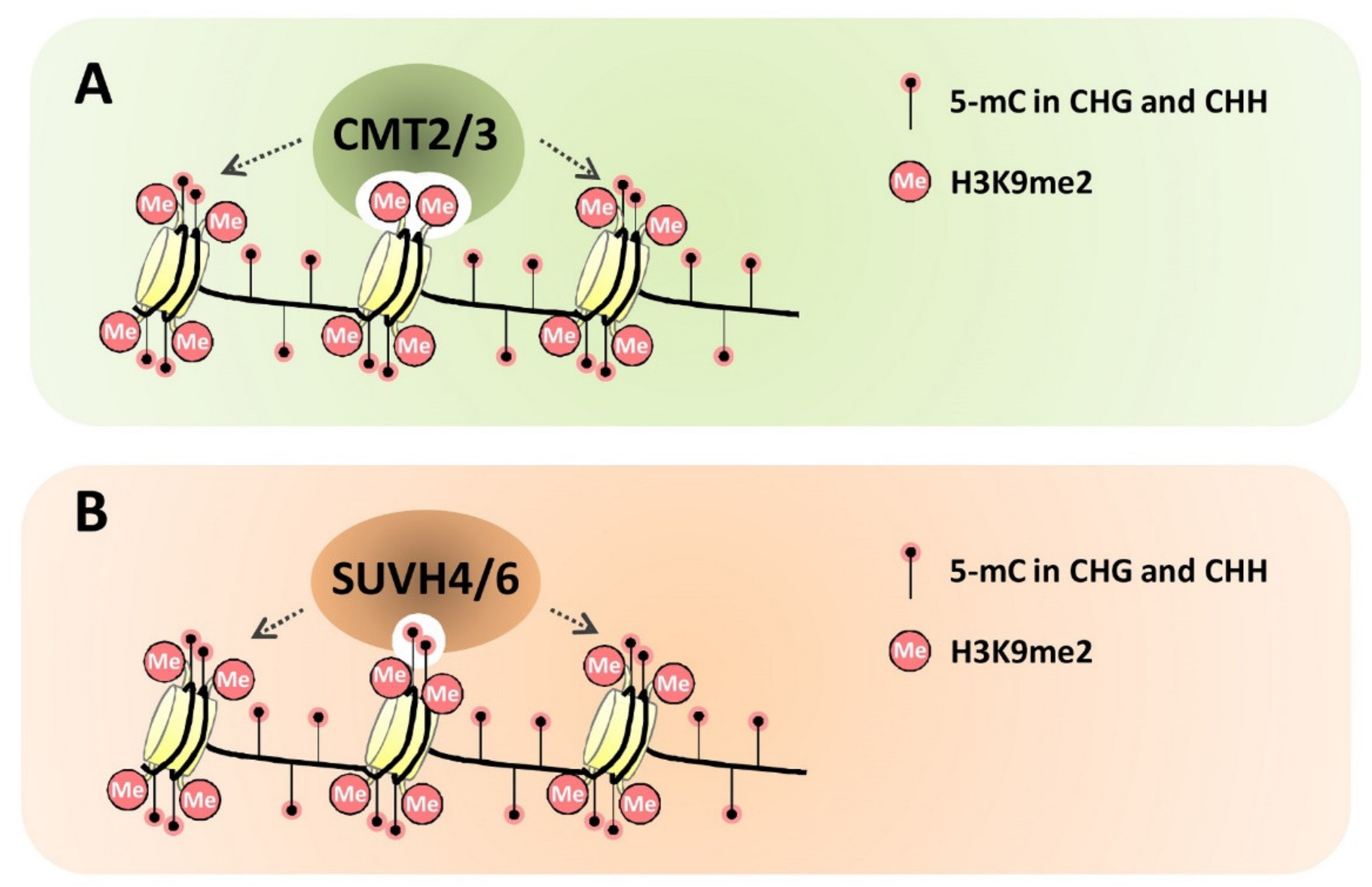 Plants 10 02766 g001