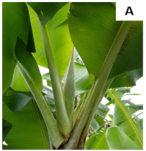 Plants 10 02790 i001 Plants 10 02790 i001