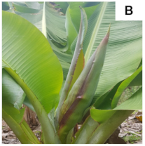 Plants 10 02790 i002 Plants 10 02790 i002