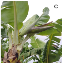 Plants 10 02790 i003 Plants 10 02790 i003