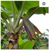 Plants 10 02790 i004 Plants 10 02790 i004