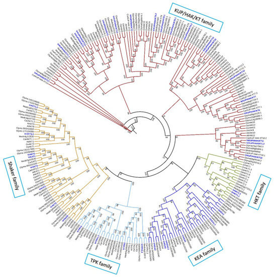 Plants | Free Full-Text | Genome-Wide Identification and Expression  Profiling of Potassium Transport-Related Genes in Vigna radiata under  Abiotic Stresses | HTML