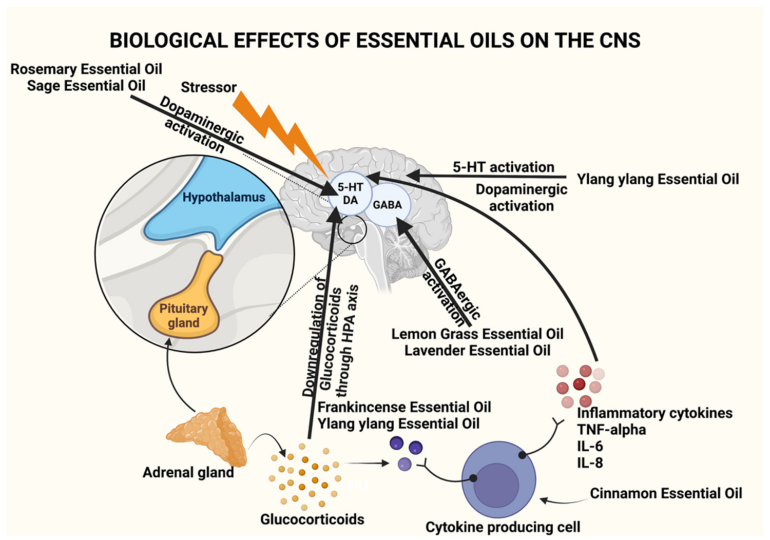 Plants | Free Full-Text | Exploring Pharmacological Mechanisms of Essential  Oils on the Central Nervous System | HTML