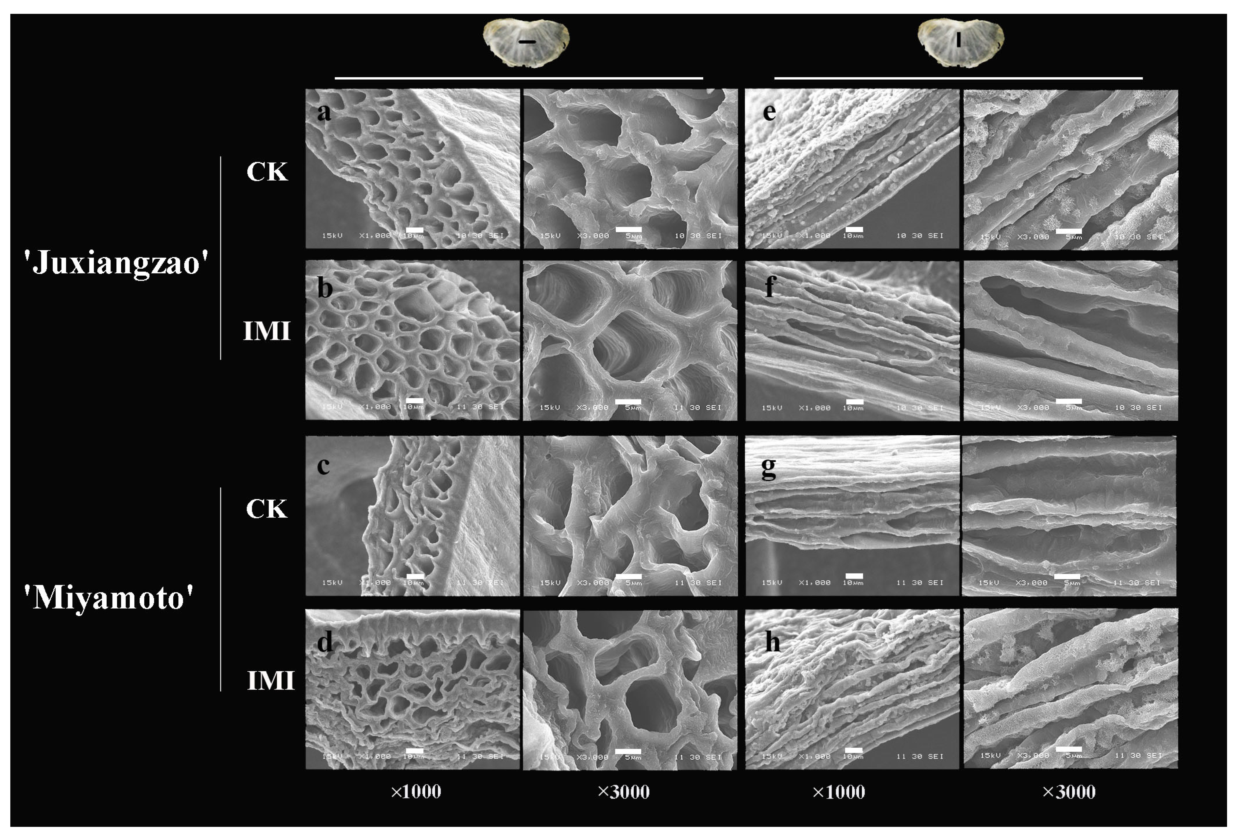 Plants 11 00039 g002