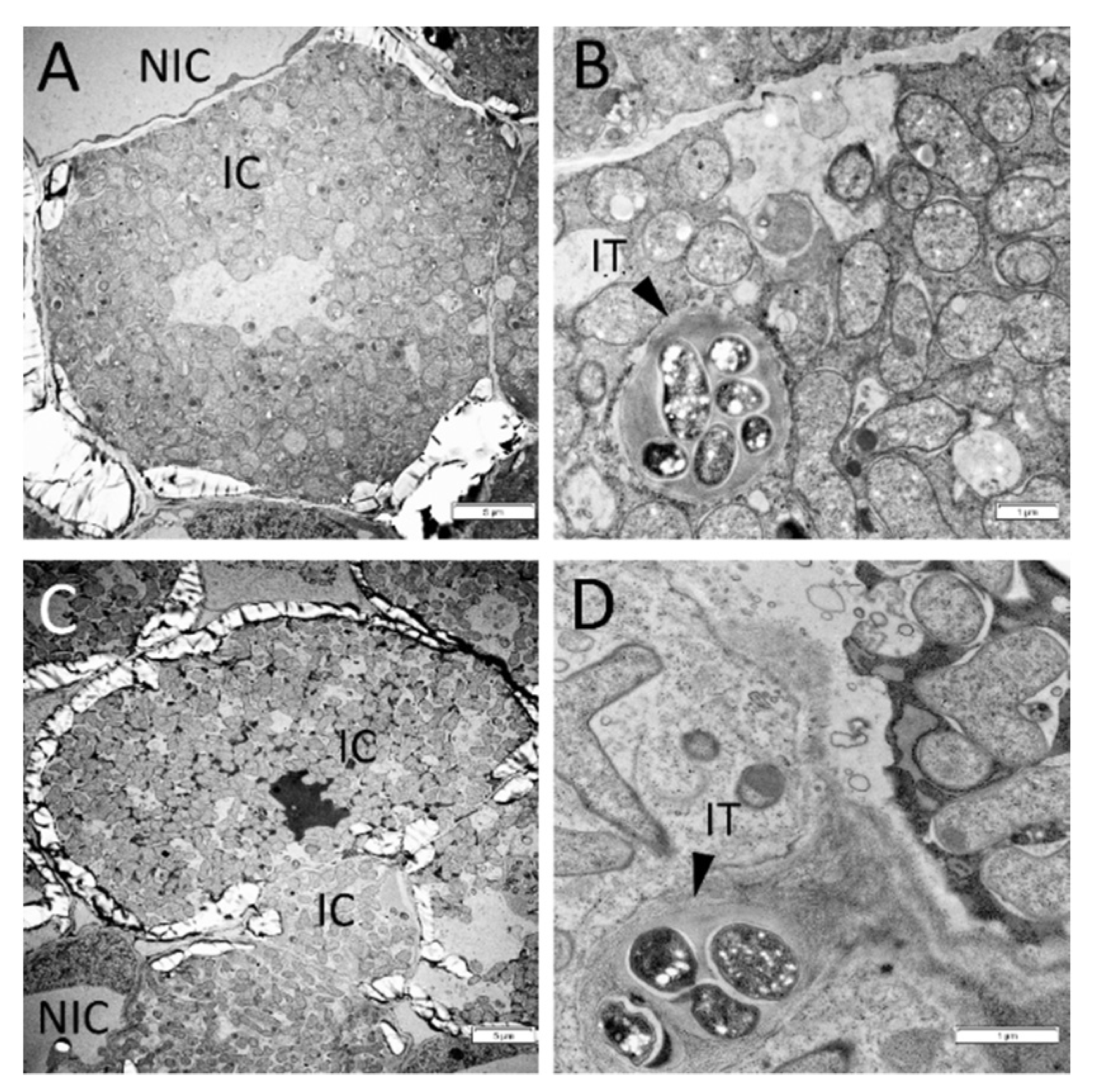 Plants 11 00056 g003 Plants 11 00056 g003