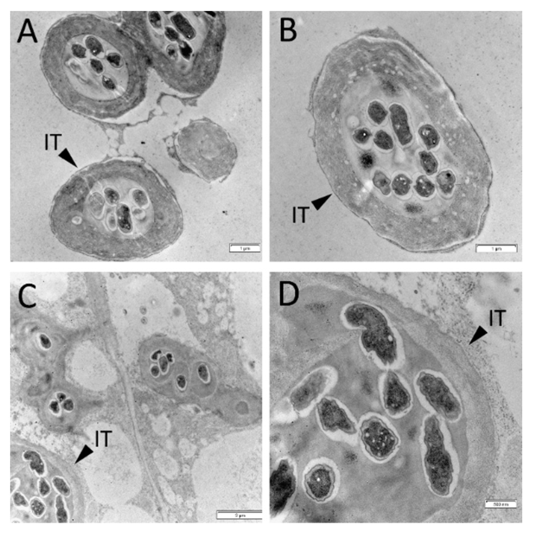 Plants 11 00056 g004 Plants 11 00056 g004