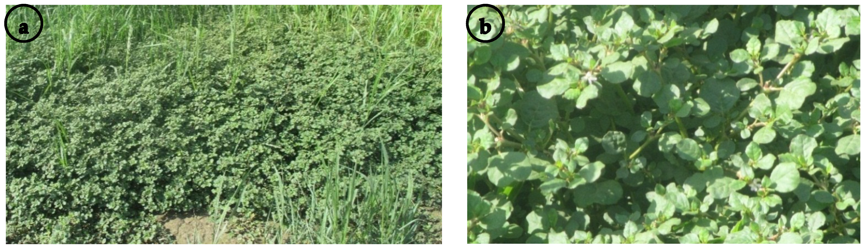 Plants 11 00077 g001 Plants 11 00077 g001