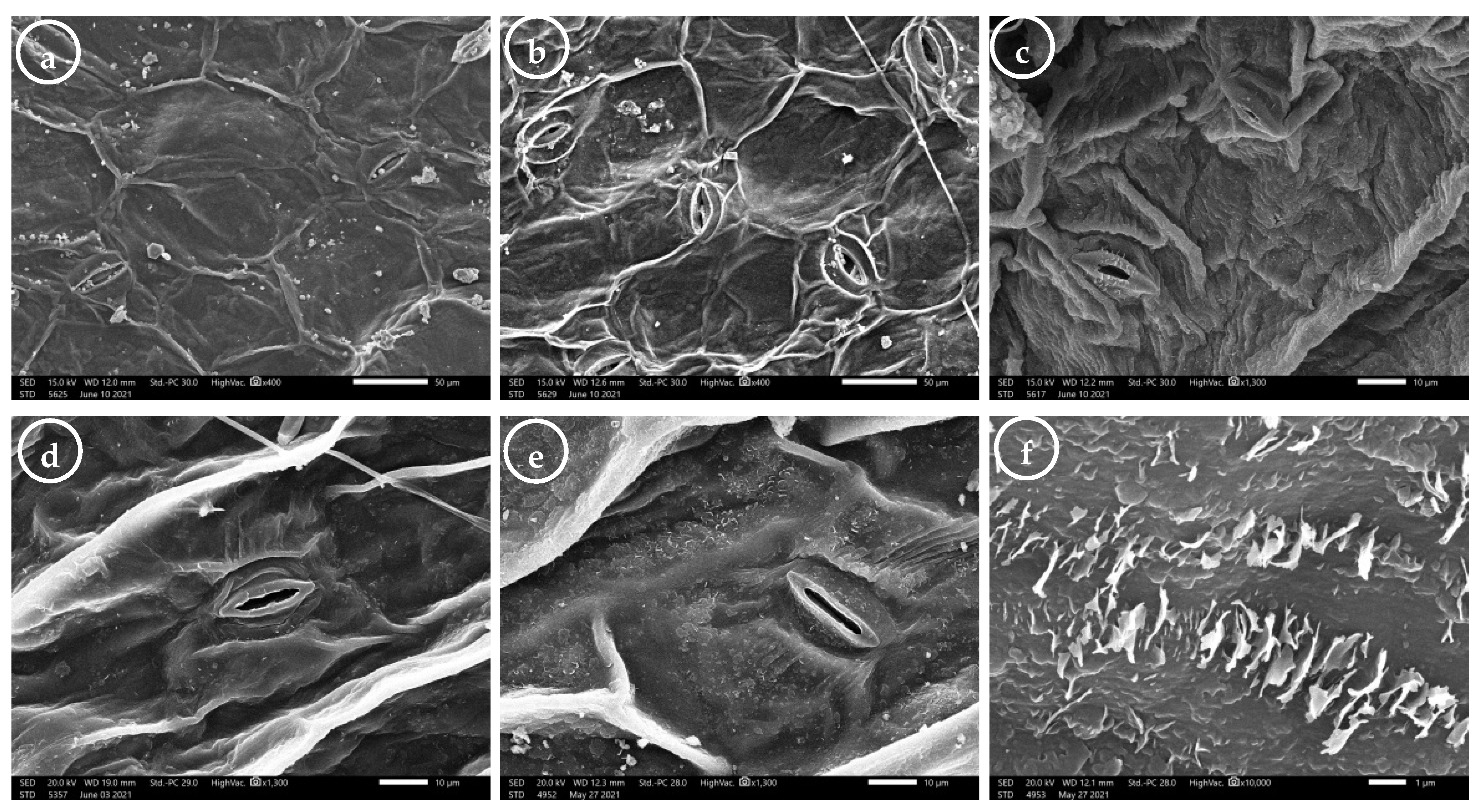 Plants 11 00077 g004 Plants 11 00077 g004