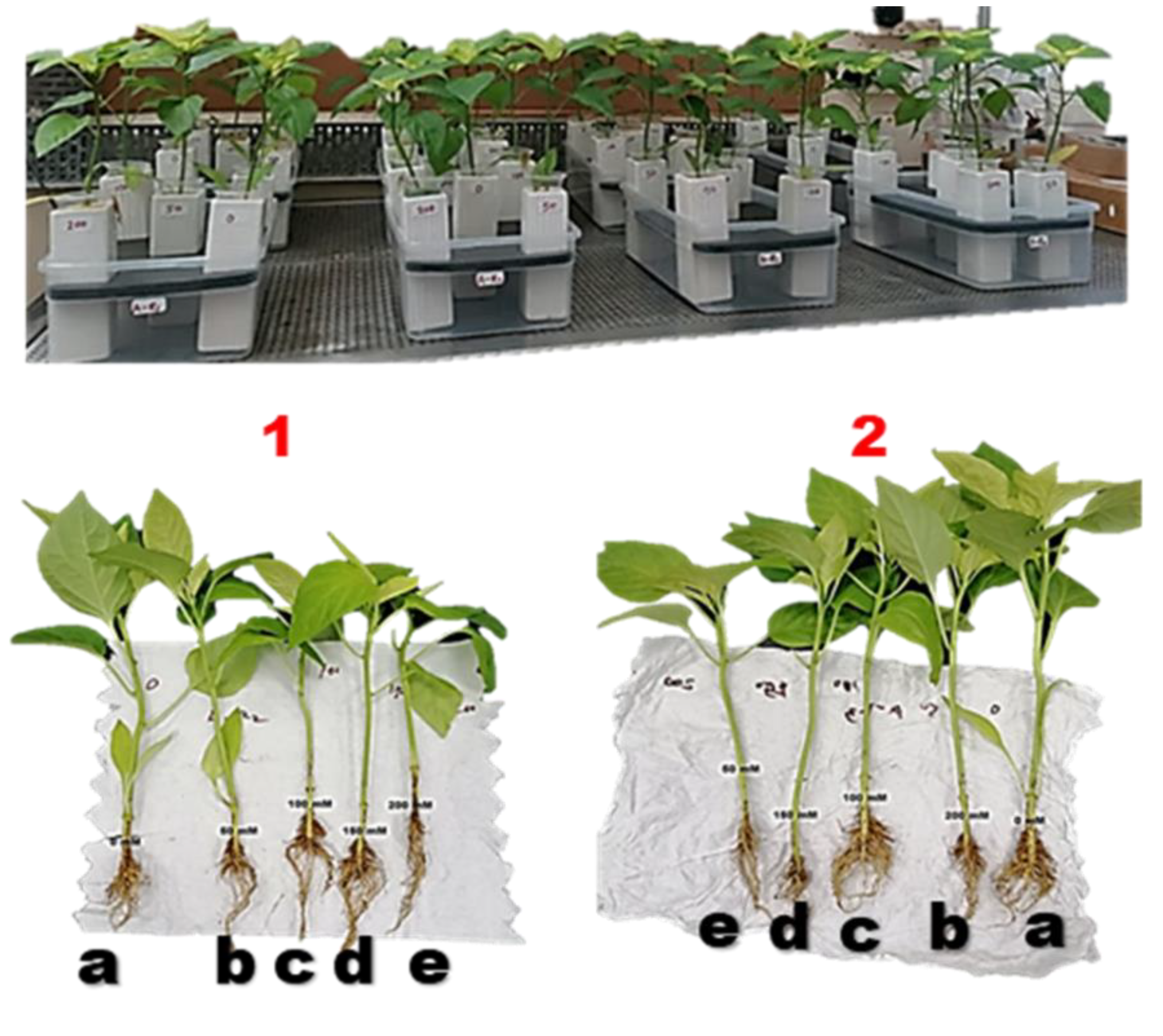 Plants 11 00104 g005 Plants 11 00104 g005