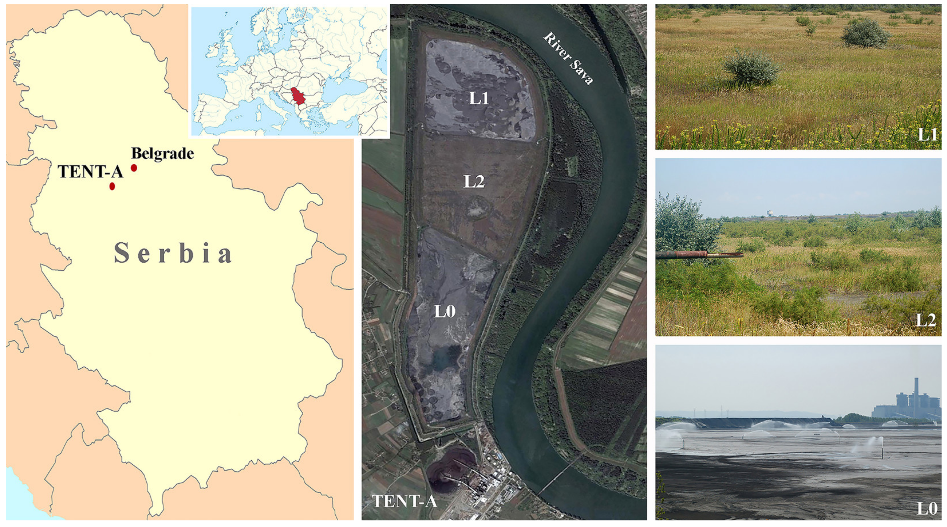 Plants | Free Full-Text | An Assessment of the Phytoremediation Potential  of Planted and Spontaneously Colonized Woody Plant Species on  Chronosequence Fly Ash Disposal Sites in Serbia&mdash;Case Study