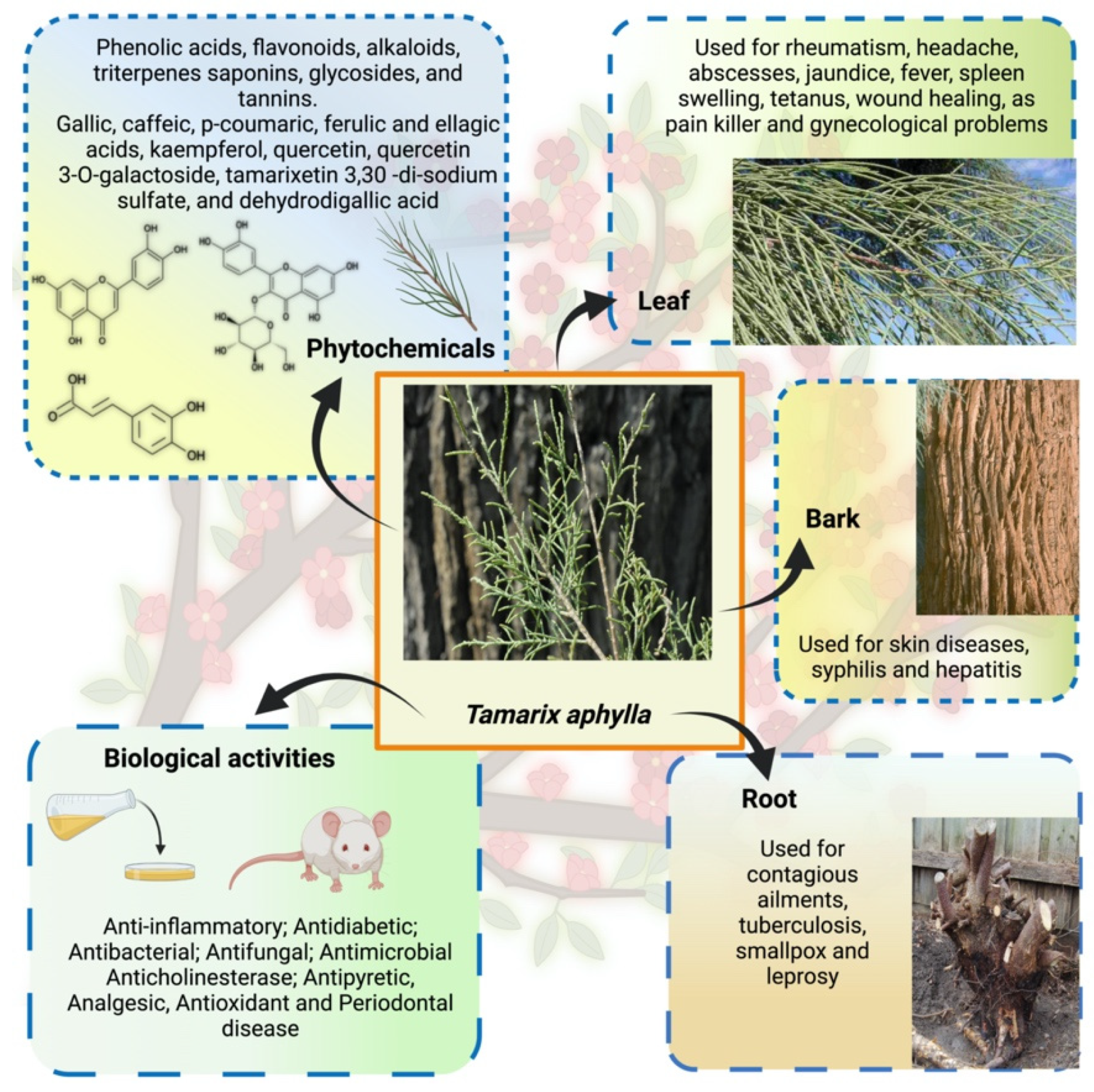 Plants 11 00118 g001 Plants 11 00118 g001