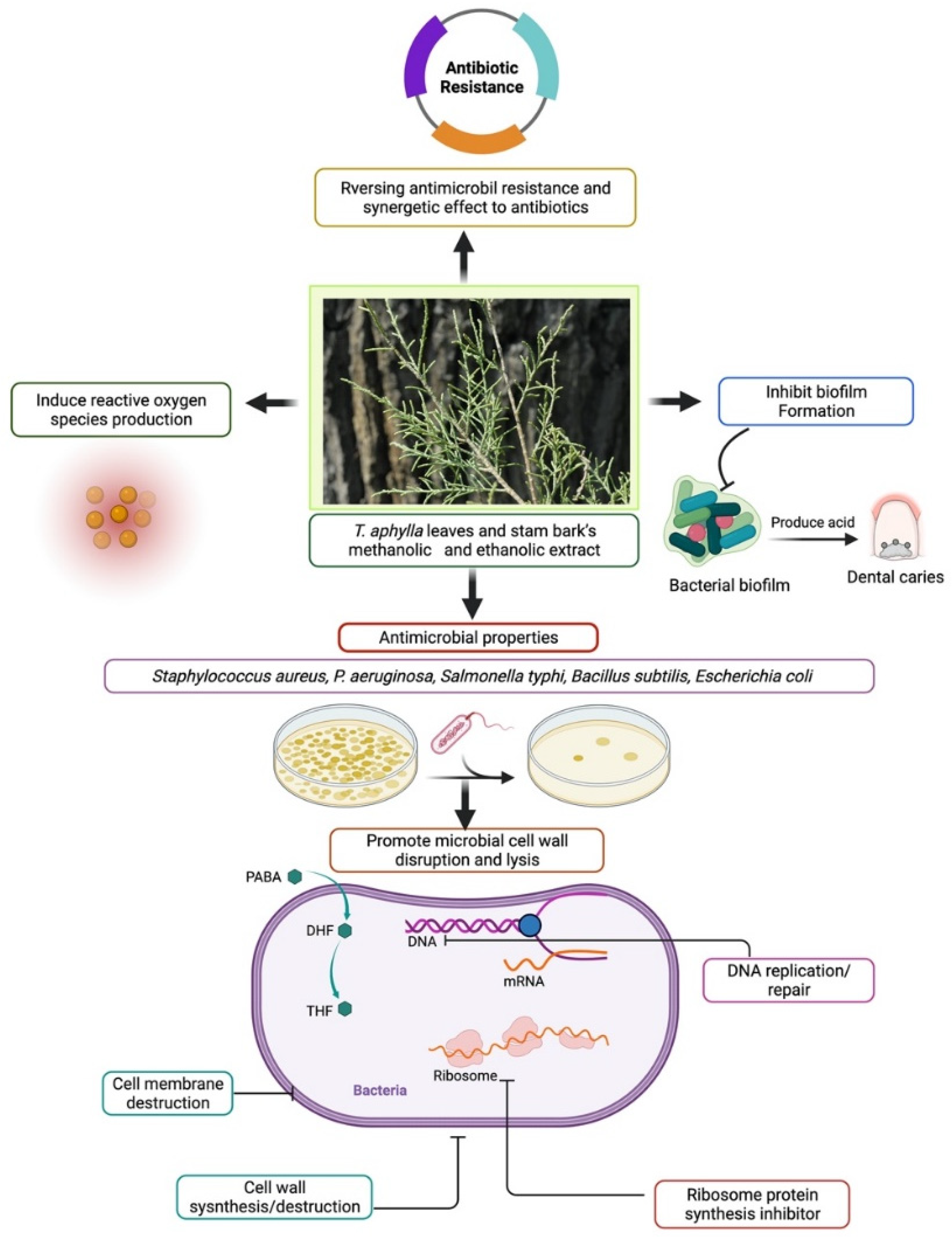 Plants 11 00118 g004 Plants 11 00118 g004