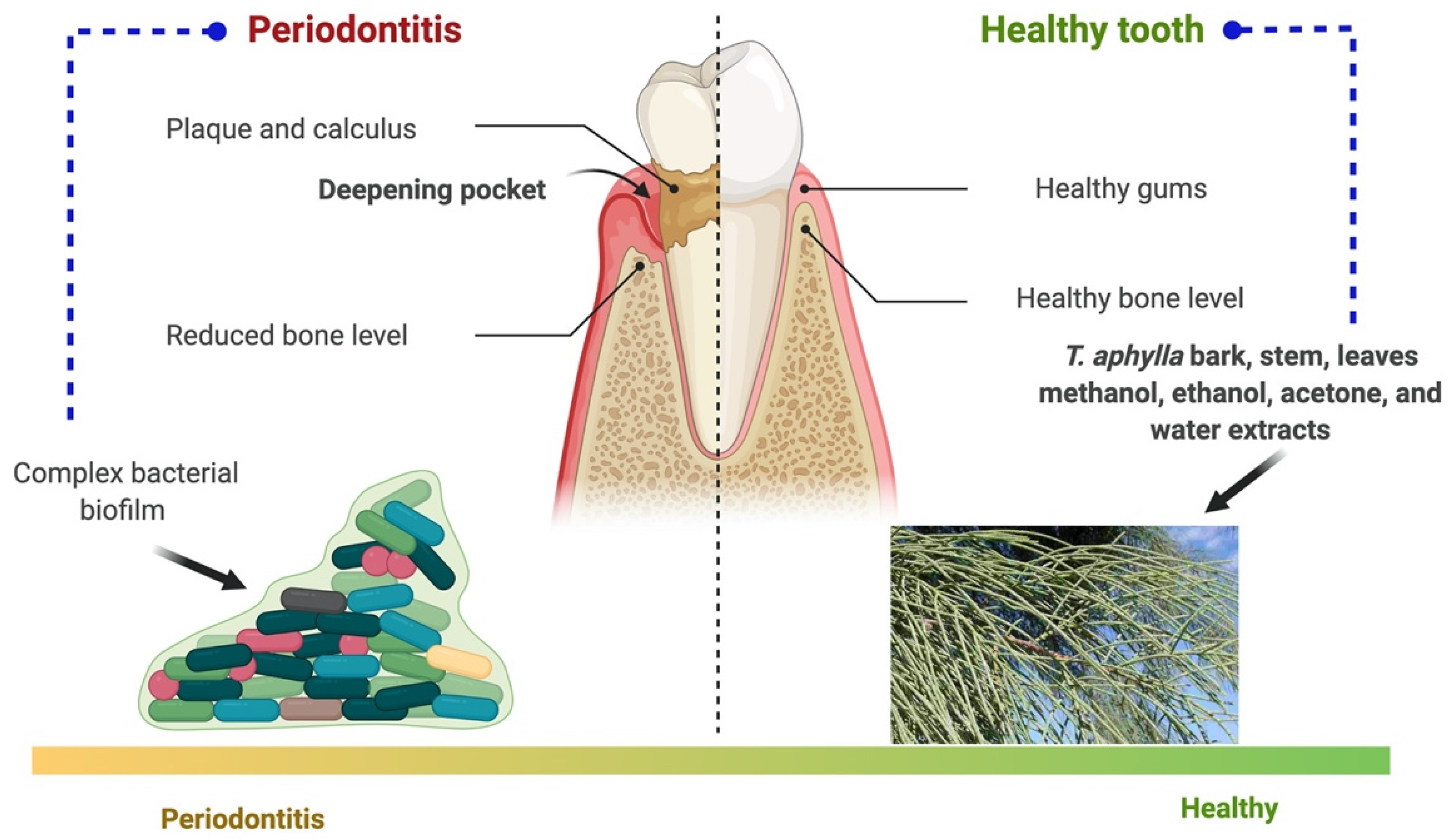 Plants 11 00118 g005 Plants 11 00118 g005